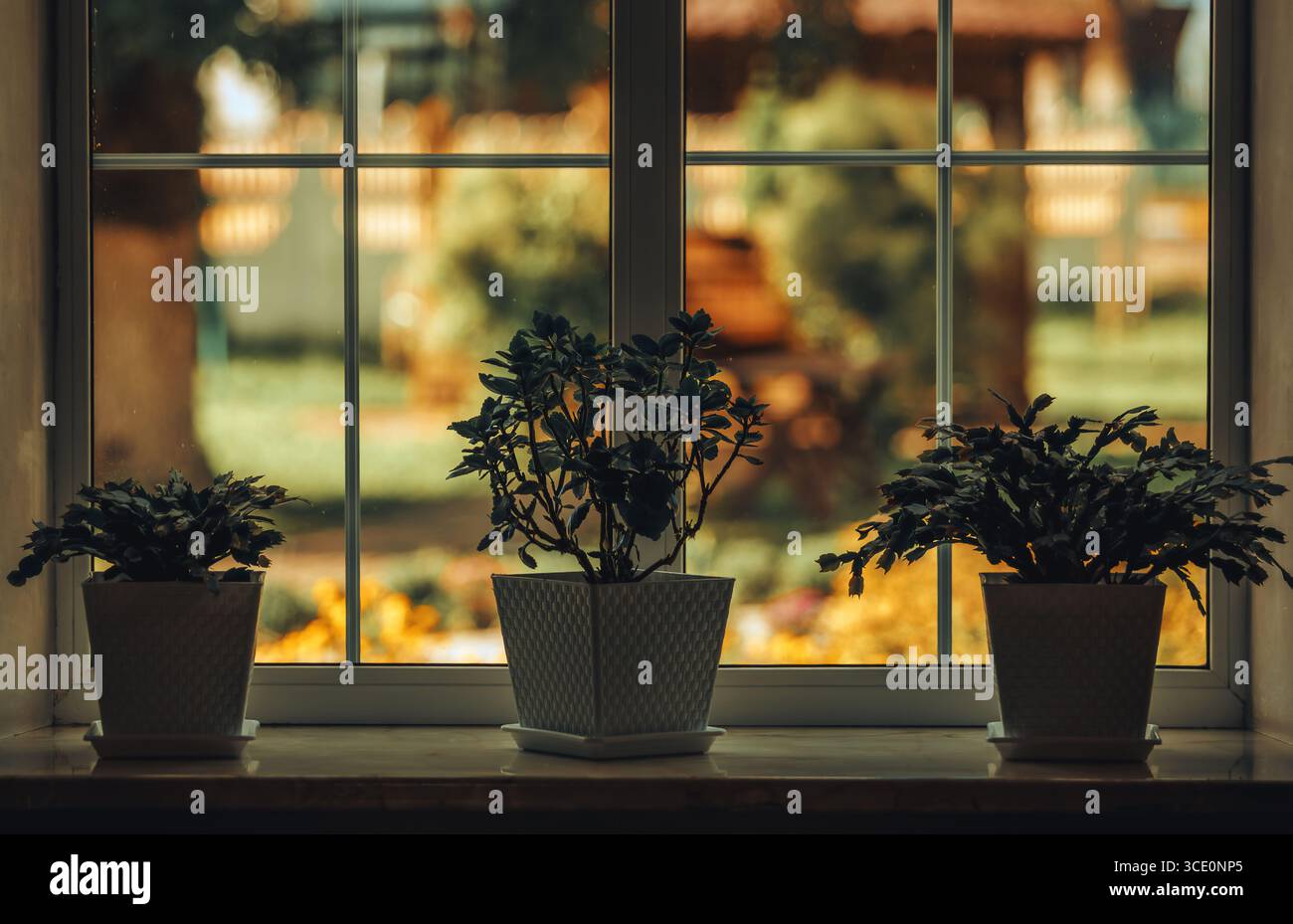 Tre fiori sono in piedi sulla finestra della camera Foto Stock