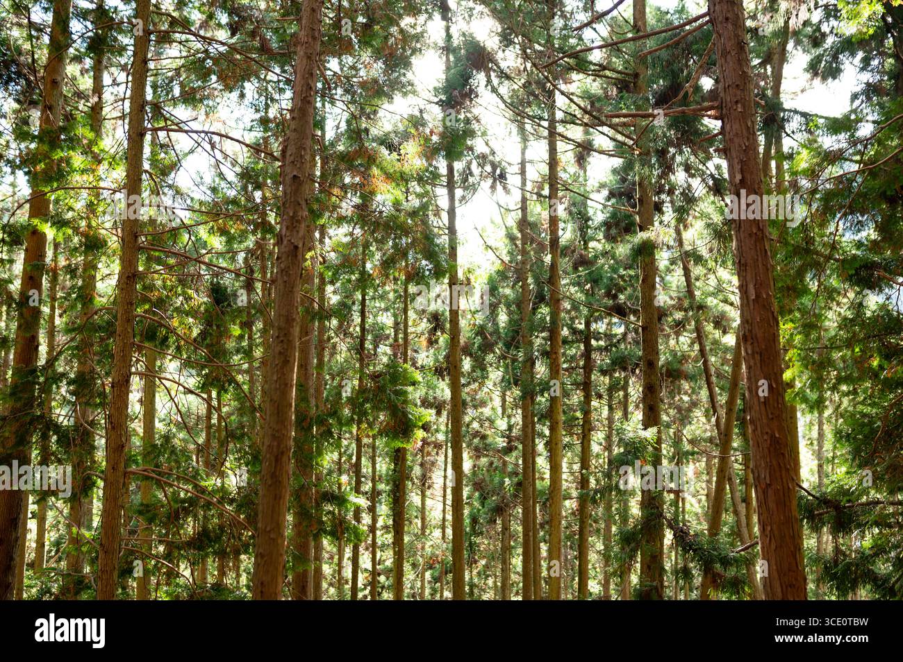 La luce del sole filtra tra gli alberi della foresta di Cedri Foto Stock