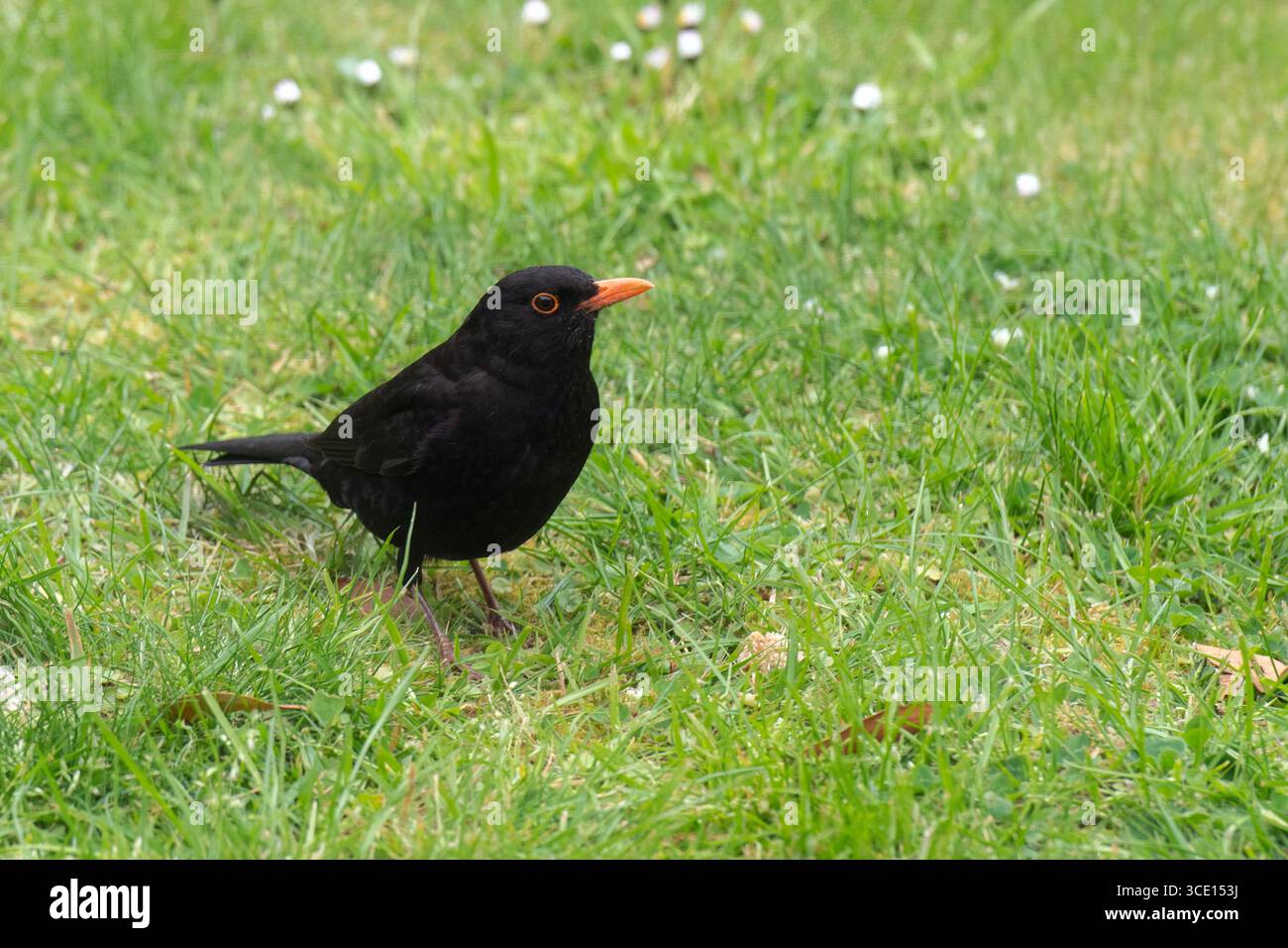 Eurasian Blackbird, Turdus merula, specie invasive introdotte dall'Europa, Nelson, South Island, nuova Zelanda Foto Stock