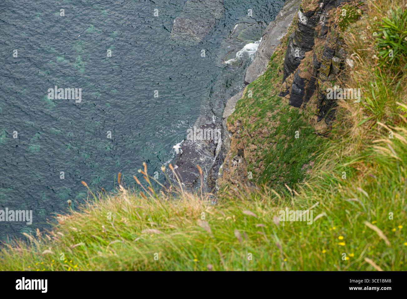 Colonia di uccelli marini nidificanti sulle scogliere di Moher, Lough sud della contea di Clare, munster, irlanda Foto Stock