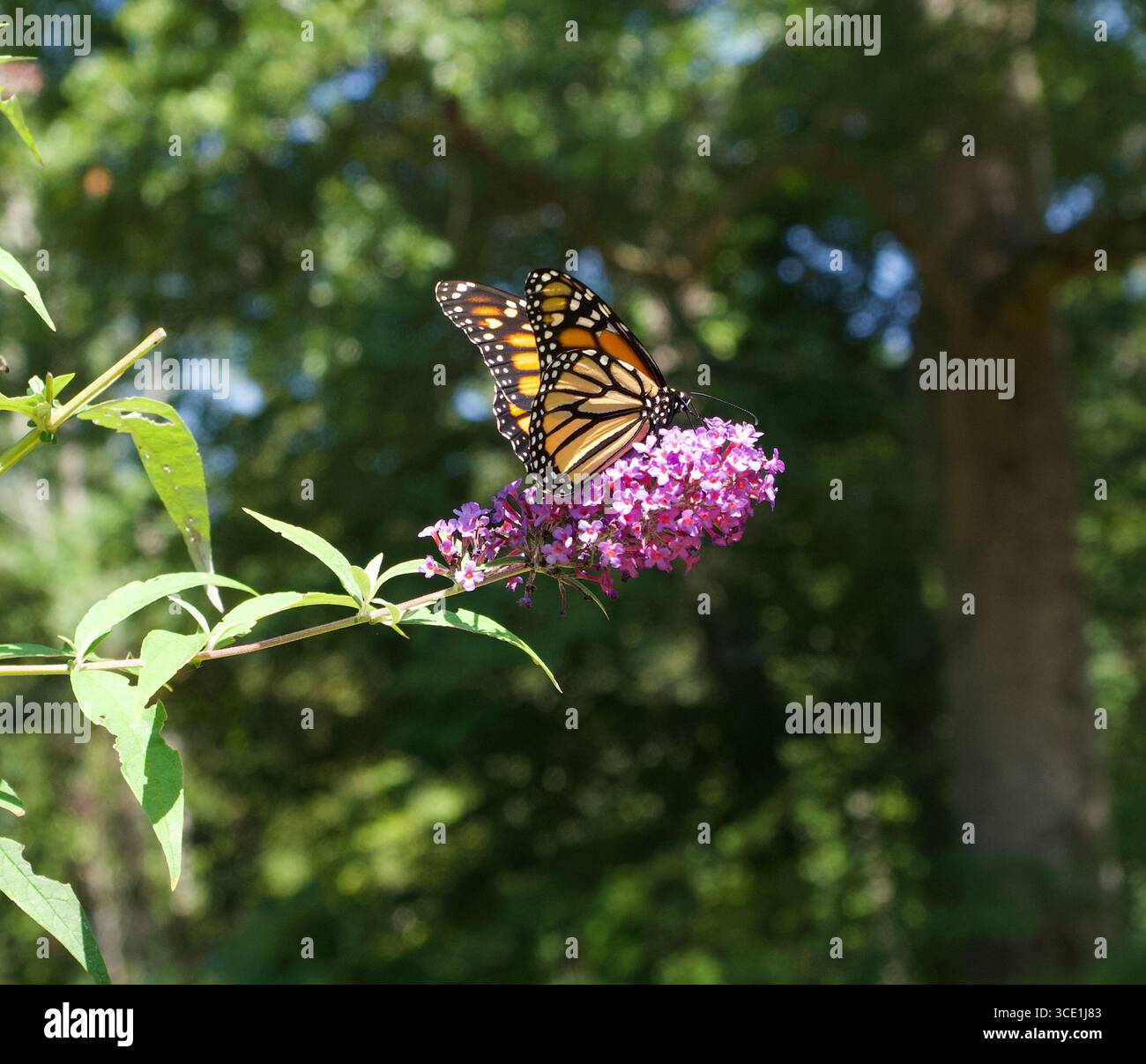 Monarch Butterfly appollaiato su un cespuglio di farfalle Blue Sky, foto scattata il 10 agosto 2025, New York State Foto Stock
