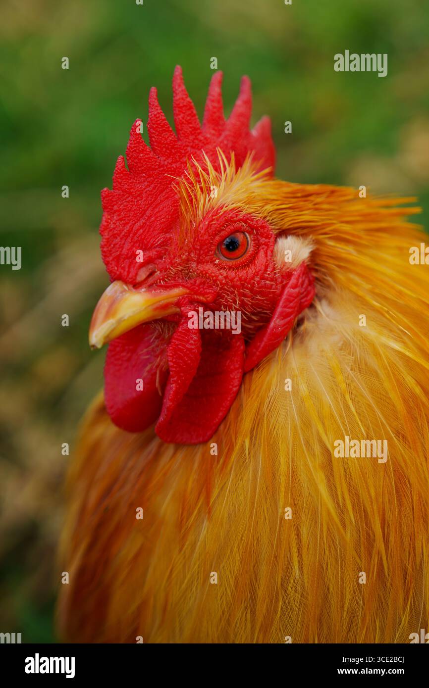 Con un vivace piumaggio dorato e una cresta rosso acceso, questo ritratto di gallo evidenzia i dettagli fini e autentici della vita in fattoria a pascolo libero Foto Stock
