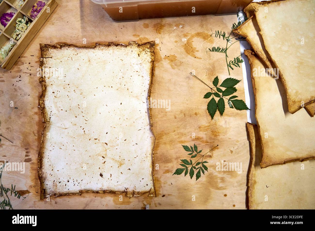 Un progetto erbario creativo che mostra l'intero processo di conservazione e sistemazione dei fiori pressati su carta fatta a mano, dallo stoccaggio in una scatola di legno ad un Foto Stock