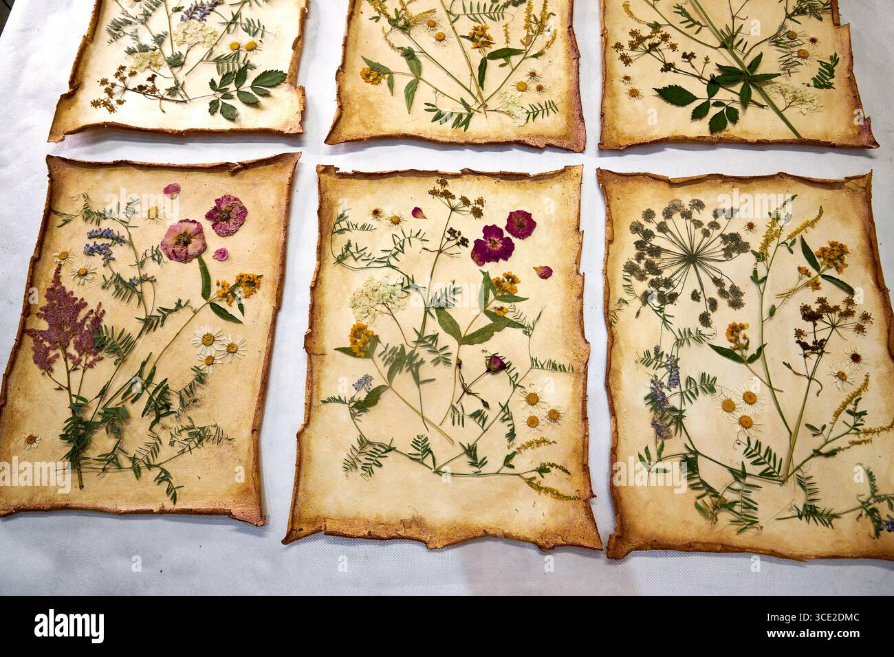 Un progetto erbario creativo che mostra l'intero processo di conservazione e sistemazione dei fiori pressati su carta fatta a mano, dallo stoccaggio in una scatola di legno ad un Foto Stock