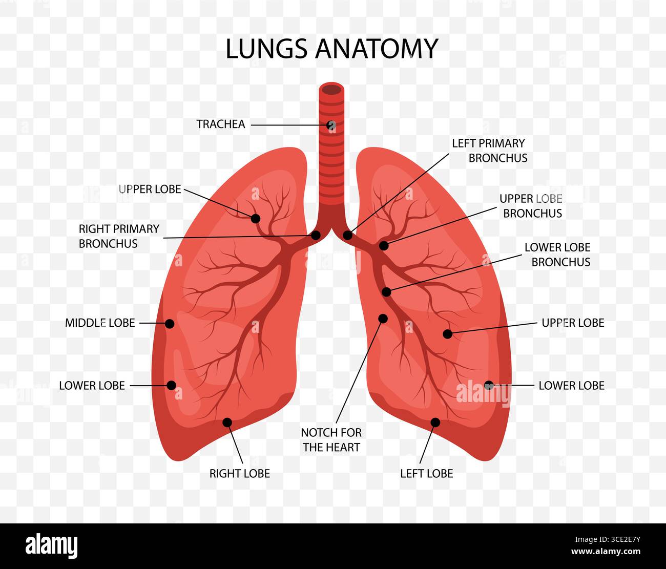 Anatomia polmonare umana. Struttura medica di organo interno. Poster informativo educativo. Illustrazione vettoriale in stile cartone animato piatto Illustrazione Vettoriale