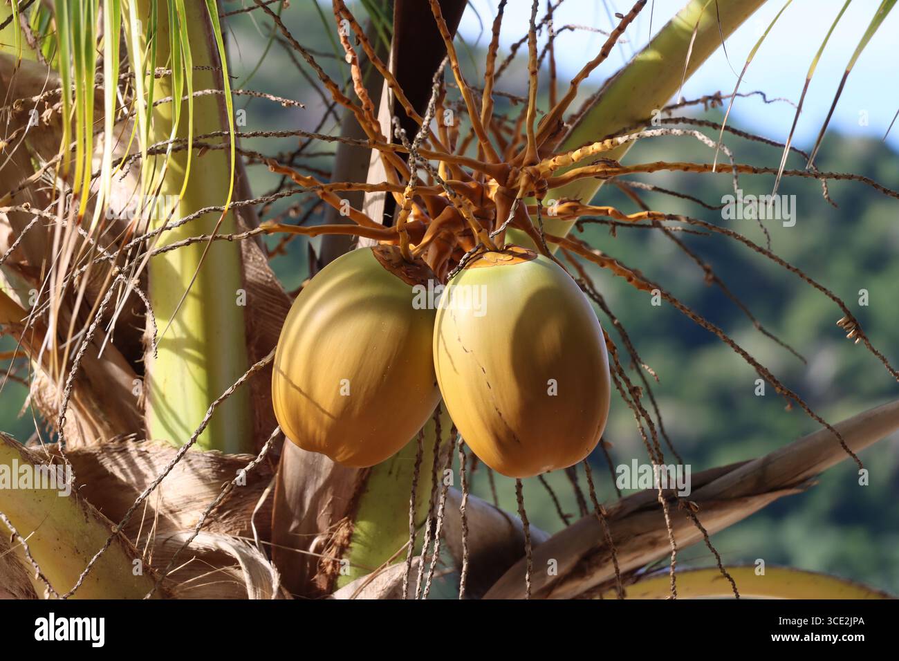 Giovani noci di cocco Foto Stock