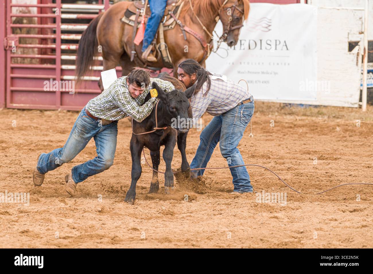 Gli uomini steer wrestling durante la cinquantaquattresima annuale di Makawao Rodeo, Oskie riso Arena, Makawao, Maui, Hawaii, STATI UNITI D'AMERICA Foto Stock