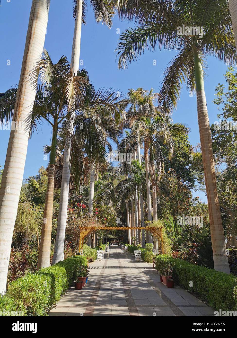 El Nabatat Island o Kitchener's Island, sede dei giardini botanici di Assuan, situati sul fiume Nilo. È anche spesso chiamata Botanical Island. Foto Stock