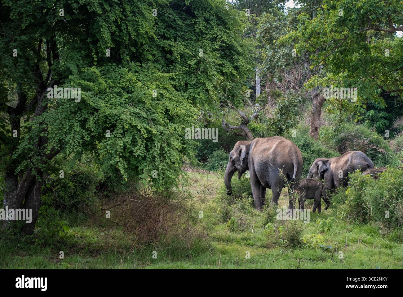 Una famiglia di elefanti selvatici che attraversano il percorso al Mudumalai Reserve Forest Safari, evidenziando il fascino della fauna selvatica nel suo habitat naturale. Foto Stock