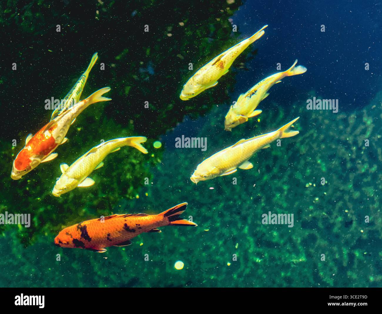 Pesci rossi che nuotano in un tranquillo laghetto d'acqua - splendida e colorata scena acquatica perfetta per gli amanti della natura, il design digitale, gli screensaver da tavolo e gli sfondi tranquilli. Foto Stock