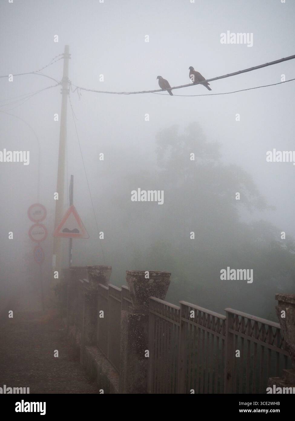 Due uccelli arroccati sulla linea elettrica nella nebbia mattutina con alberi nebbiosi nel suggestivo paesaggio di Enna Sicilia Italia Foto Stock