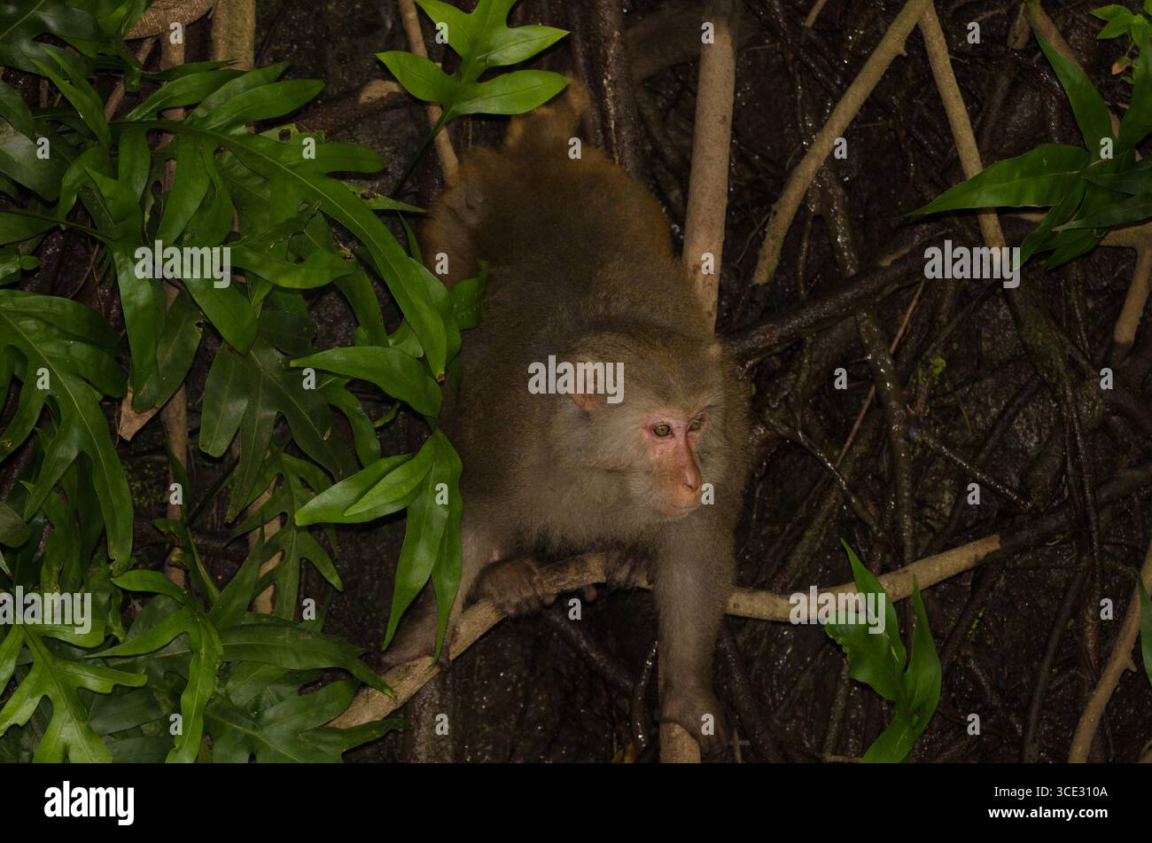 Maschio rhesus macaque Macaca mulatta siamica. Penisola di Son tra. Da Nang. Vietnam. Foto Stock