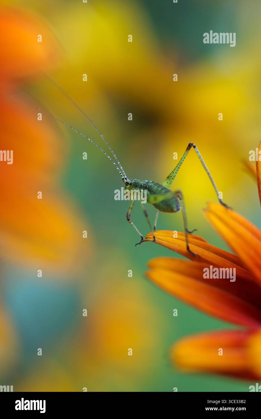 katydid su un bellissimo fiore arancio a occhio di bue nel giardino Foto Stock