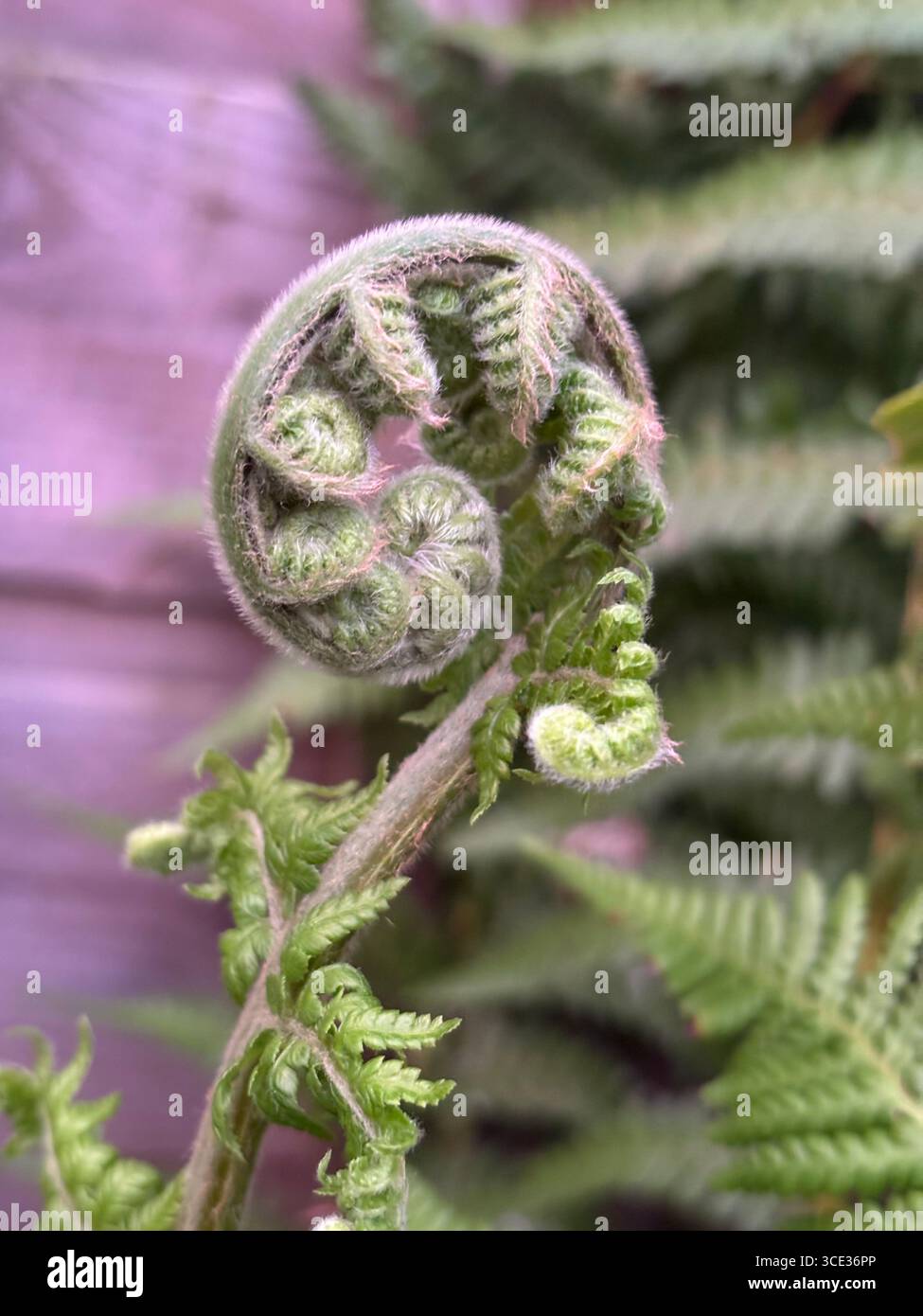 Fronde di Tree Fern - Immagine stock catturata con smartphone