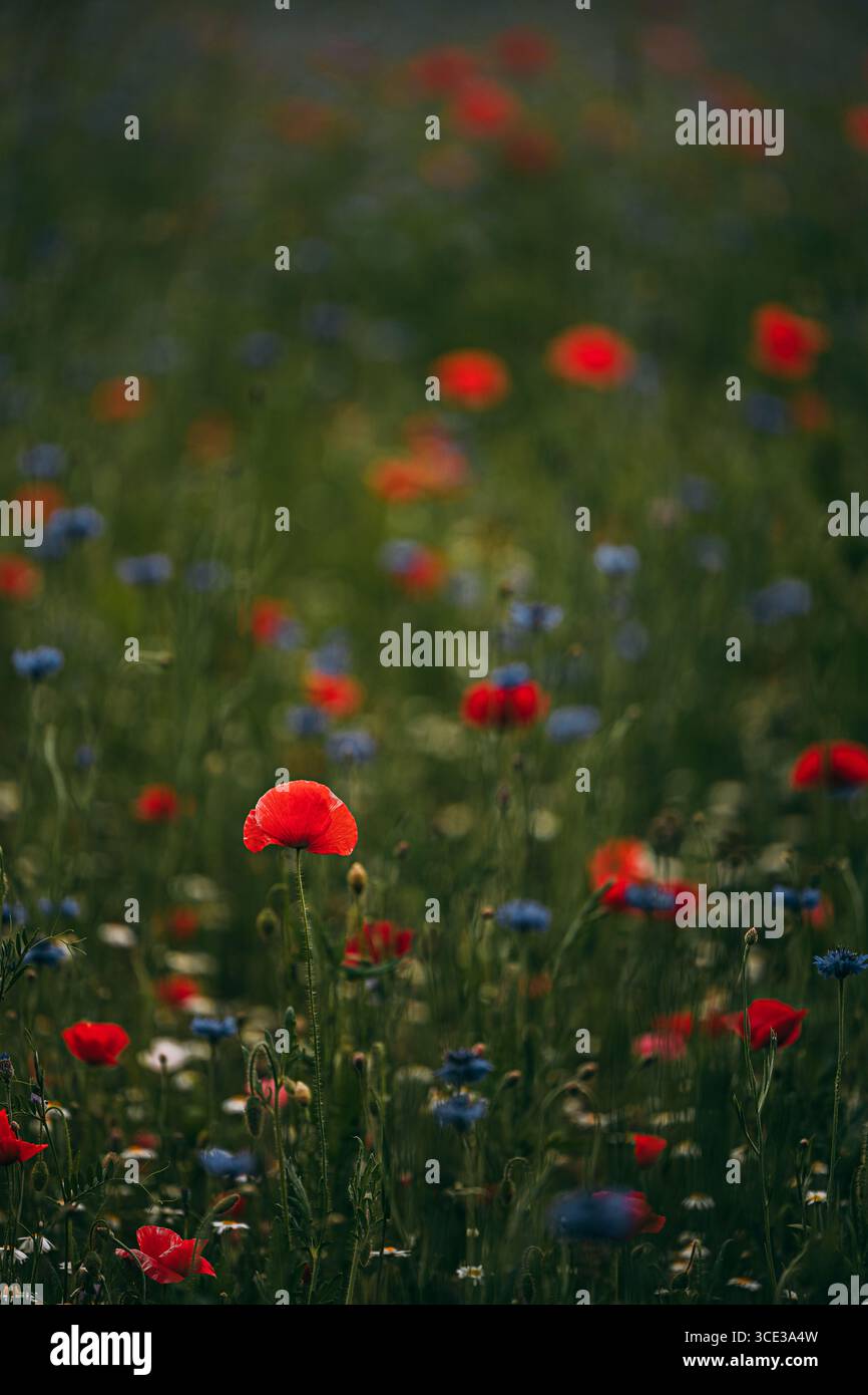 Single Red Poppy Standing Tall in a Meadow of Blue e Red Wildflowers Foto Stock