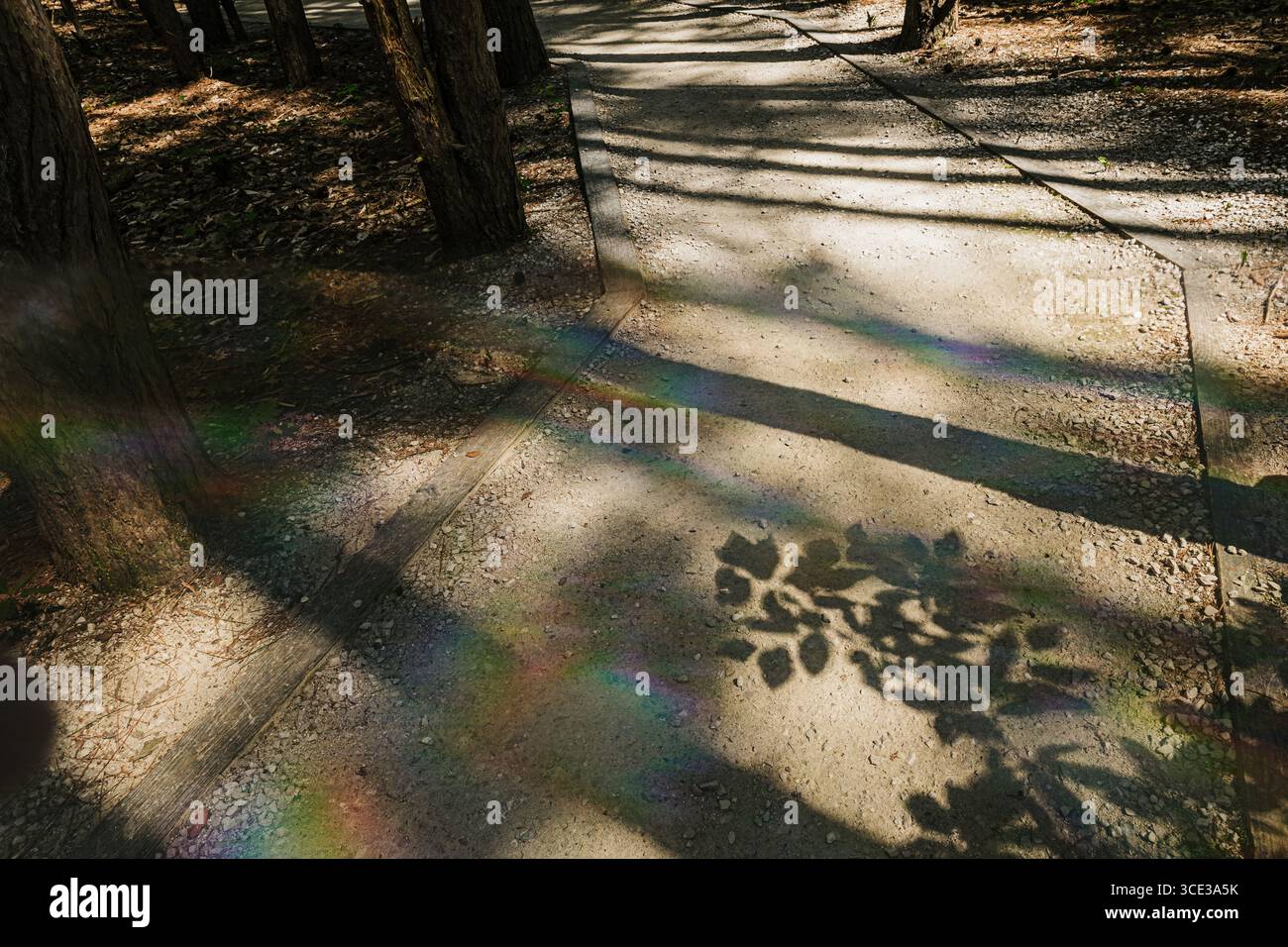 Ombre di alberi e luce arcobaleno su un percorso Foto Stock