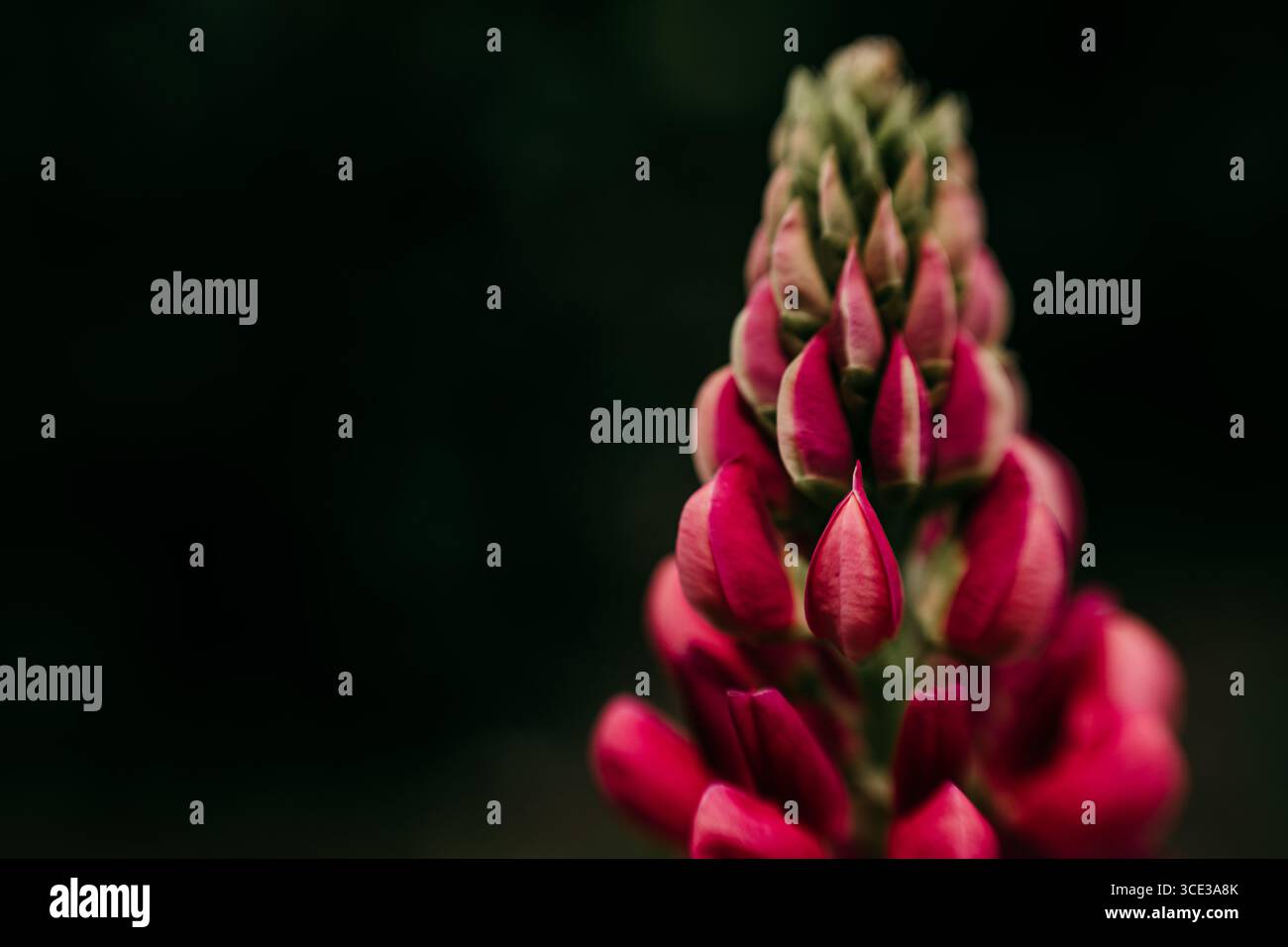 Primo piano del fiore di lupino rosso su sfondo scuro Foto Stock