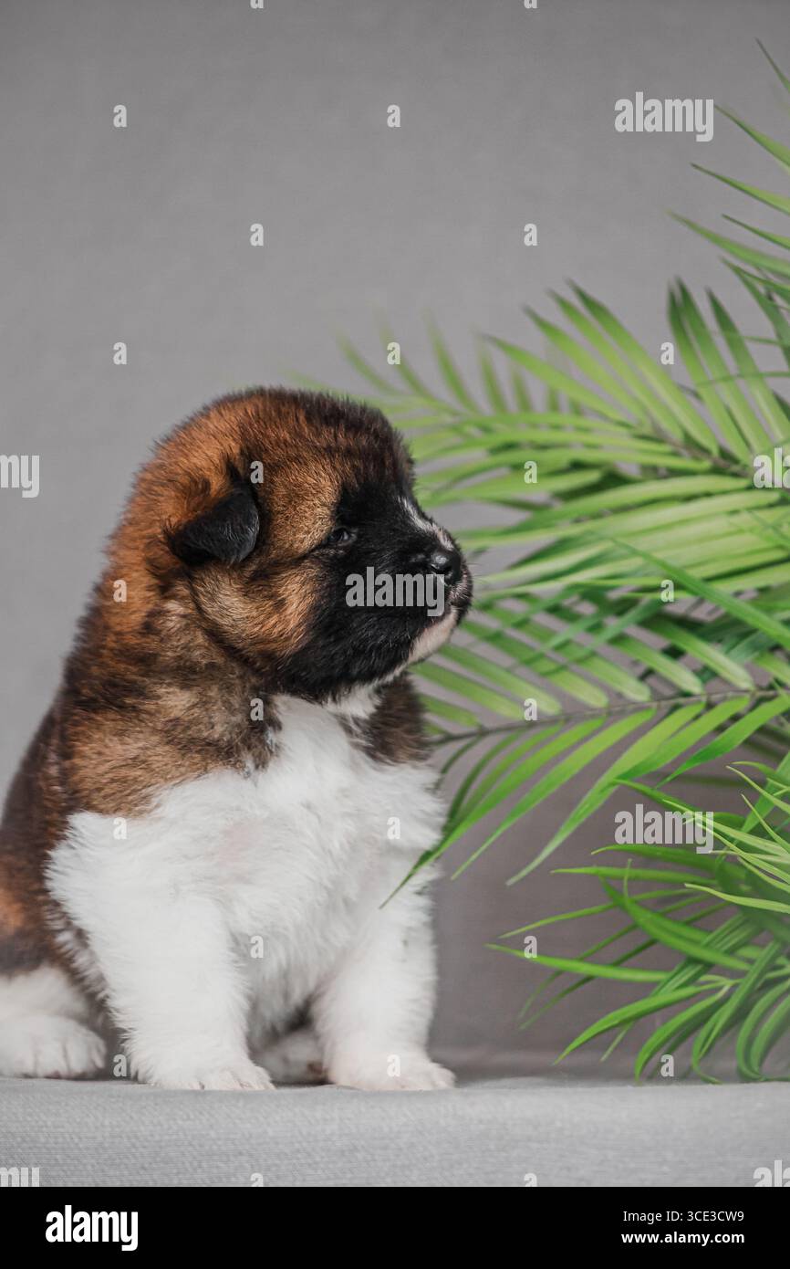 Morbido cane seduto all'interno accanto a foglie di palma decorative. Foto Stock