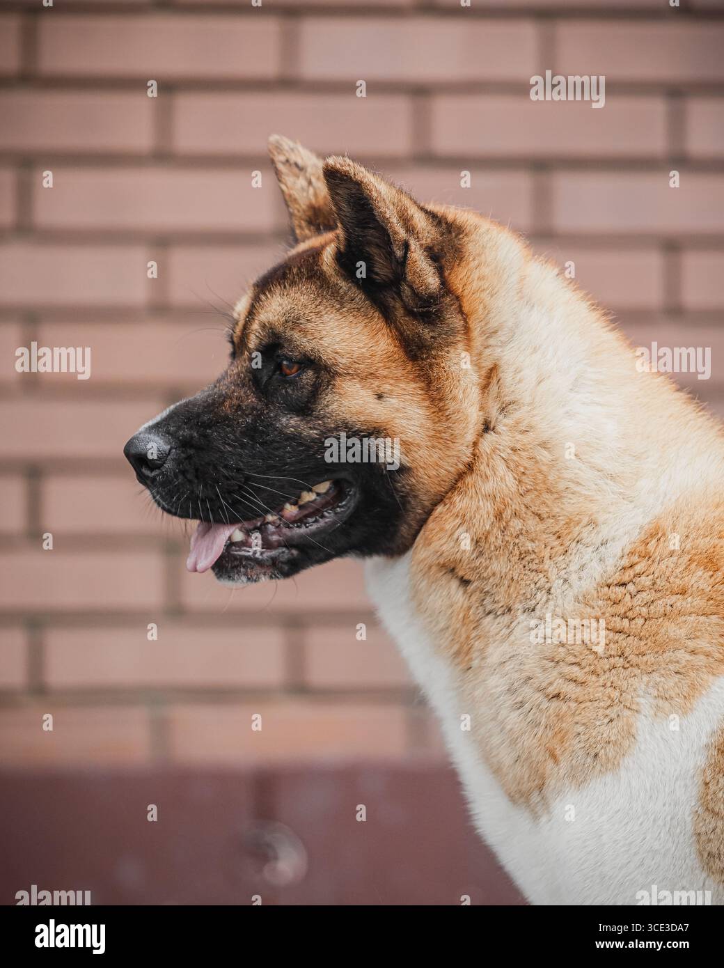 Profilo laterale del cane con maschera nera e cappotto bianco-abbronzatura contro pareti in mattoni sfocati. Foto Stock
