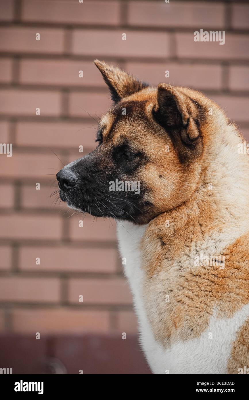 Cane calmo con maschera nera e cappotto bianco-abbronzante in piedi vicino a pareti in mattoni a motivi geometrici. Foto Stock