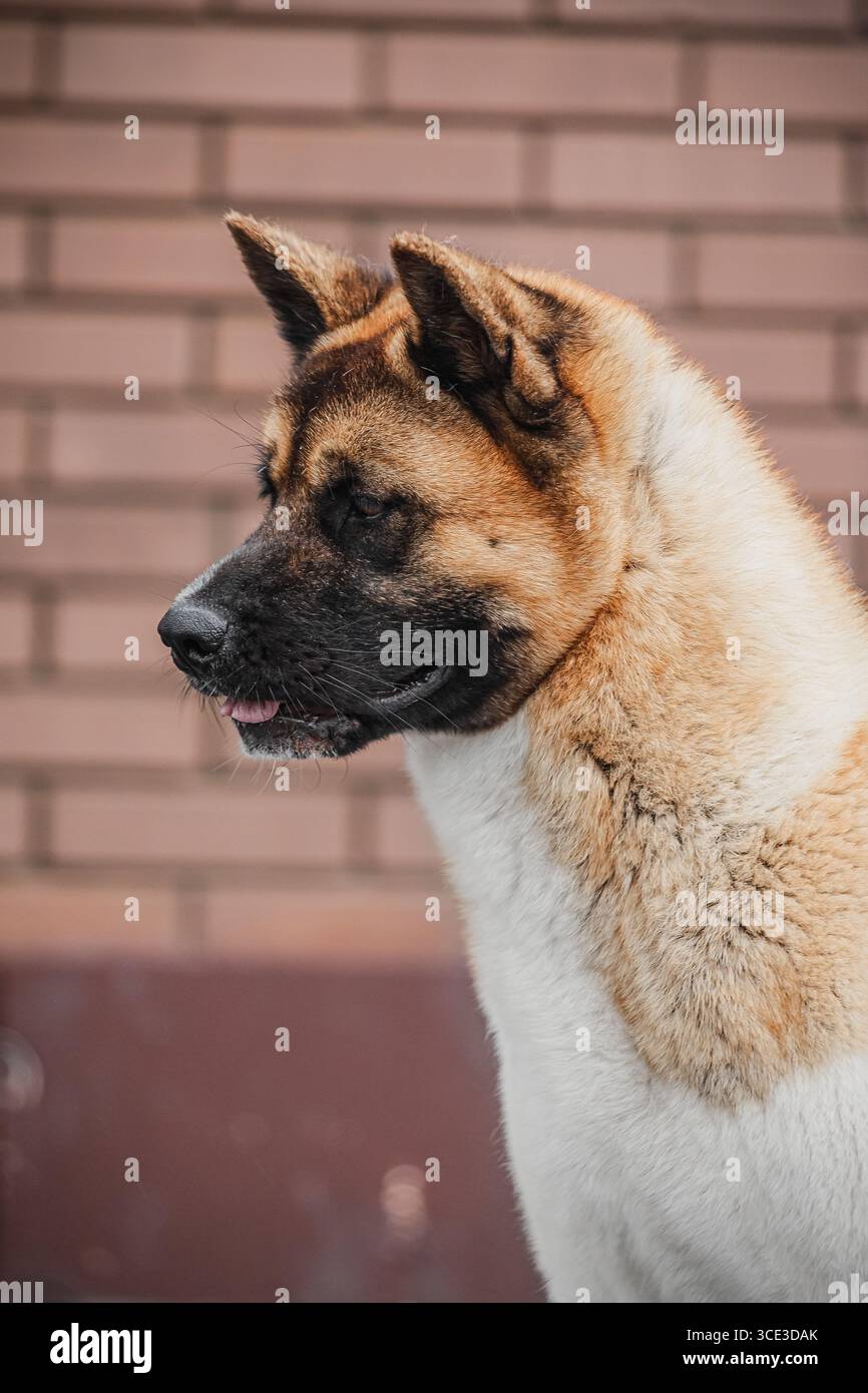 Cane in profilo laterale con camice bianco abbronzatura e maschera nera contro pareti in mattoni testurizzati. Foto Stock