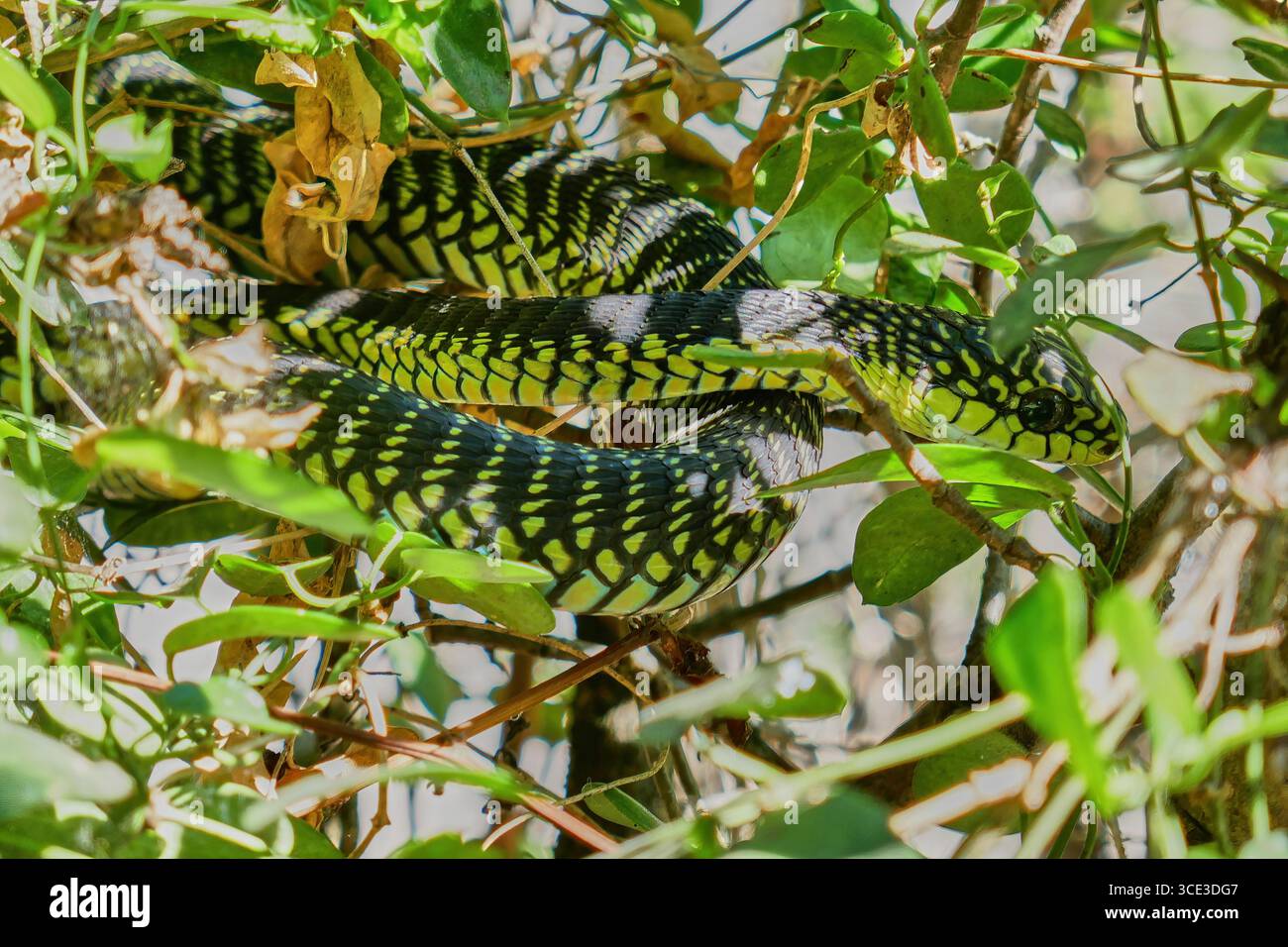 Primo piano del letale Boomslang Black and Yellow Snake nascosto tra le foglie nel Bush Foto Stock