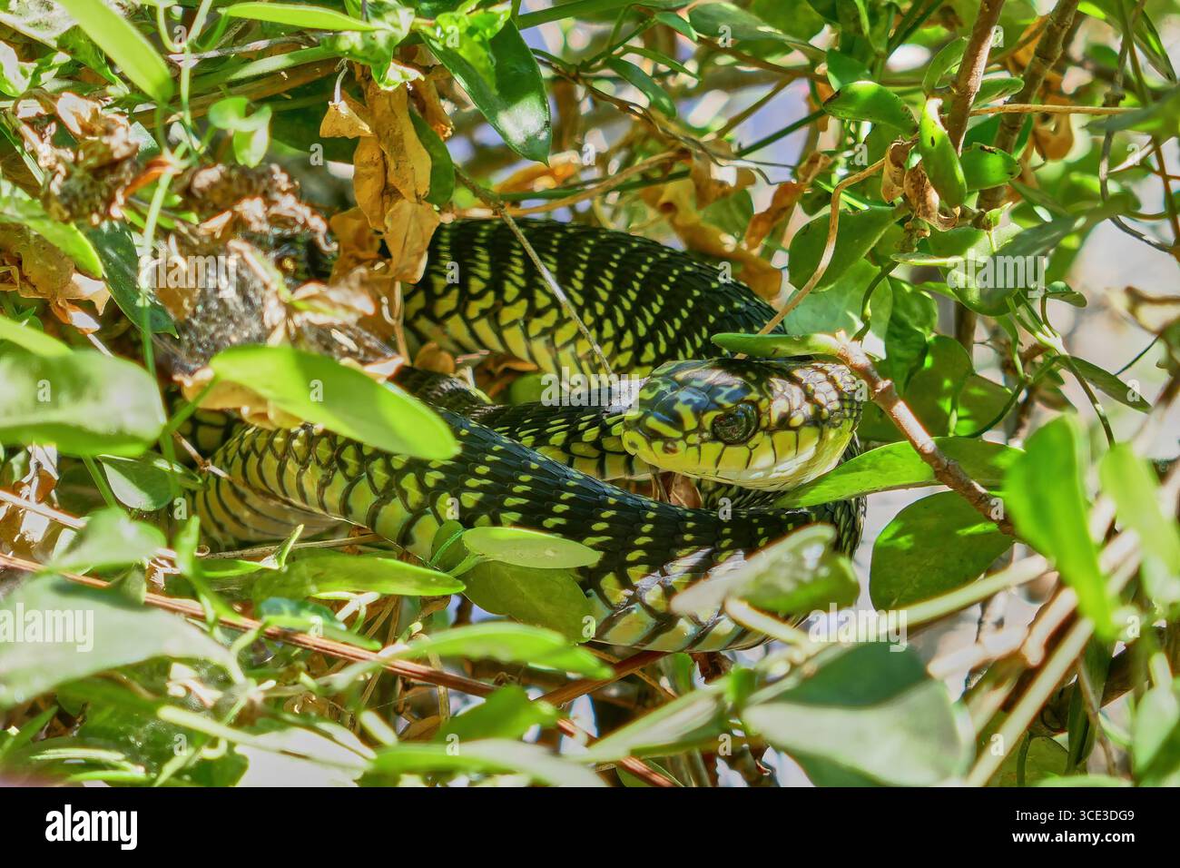 Primo piano del letale Boomslang Black and Yellow Snake nascosto tra le foglie nel Bush Foto Stock