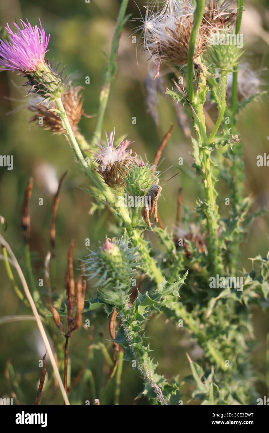 brown Gasshopper appeso al rovescio su Thistle Foto Stock