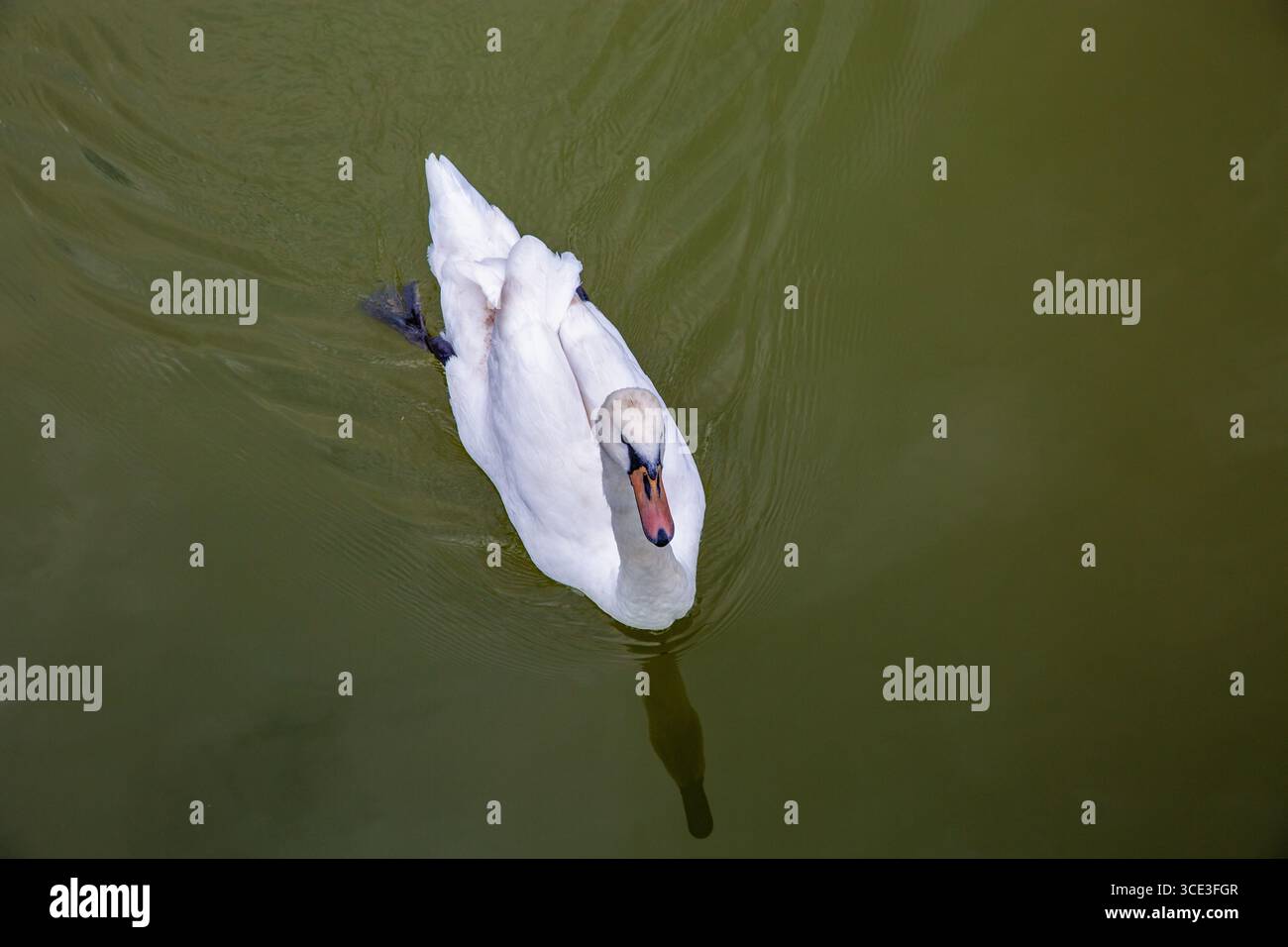 Elegante cigno bianco che scivola dolcemente sulle calme acque verdi, creando morbide increspature in un ambiente naturale tranquillo e sereno. Foto Stock