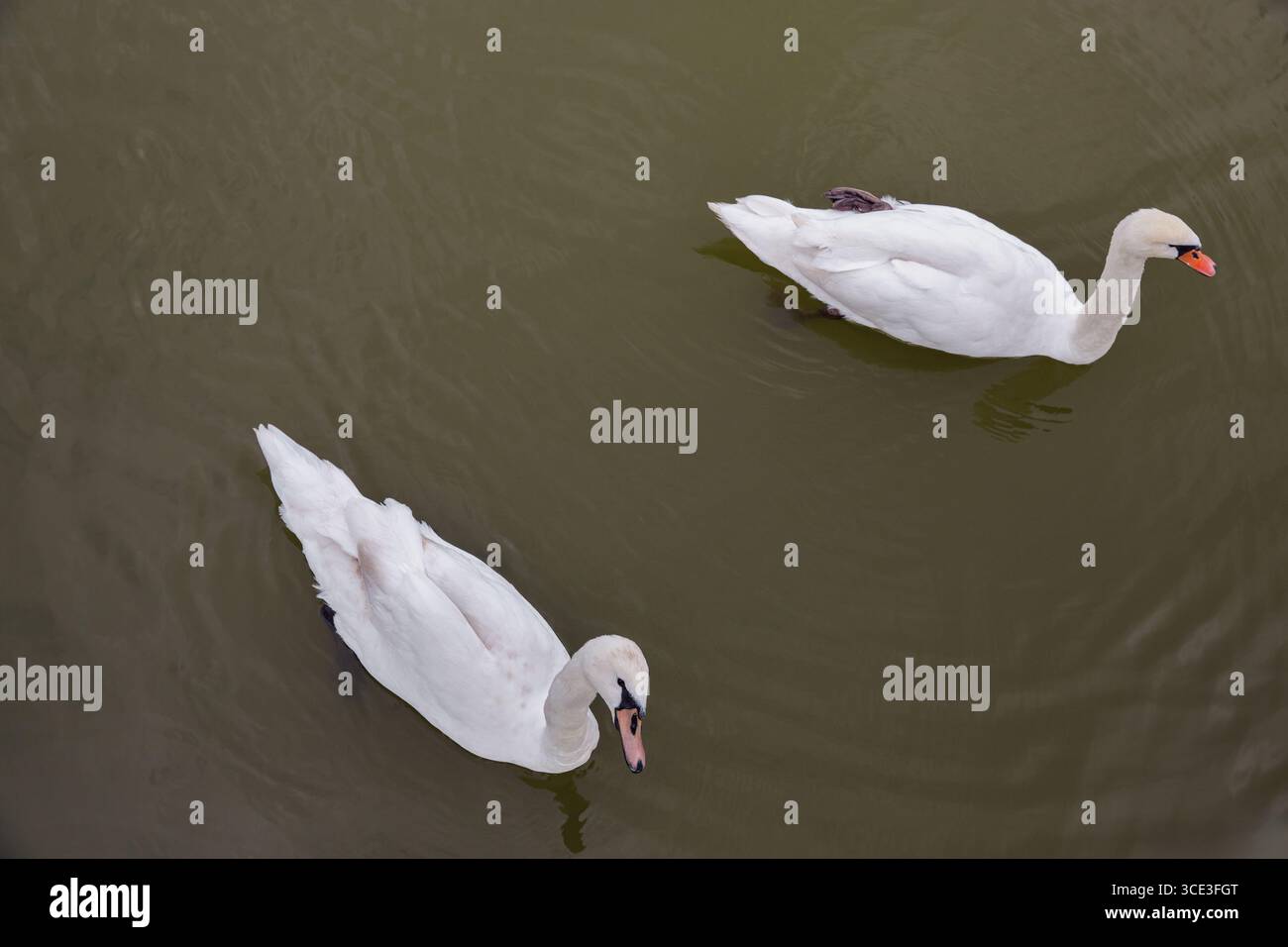 Un paio di eleganti cigni bianchi che scivolano dolcemente sulle calme acque verdi, creando morbide increspature in un ambiente naturale tranquillo e sereno. Foto Stock