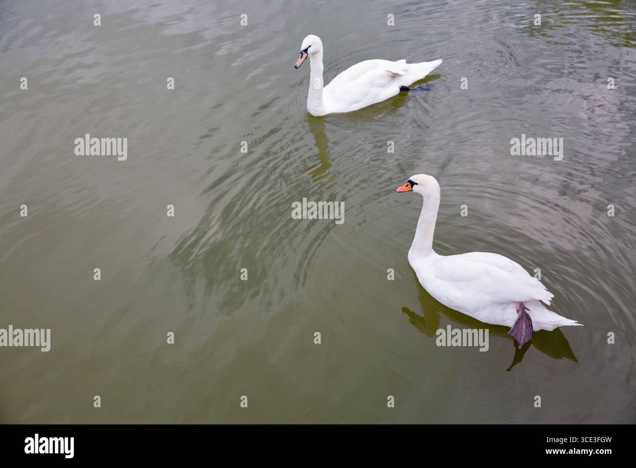 Un paio di eleganti cigni bianchi che scivolano dolcemente sulle calme acque verdi, creando morbide increspature in un ambiente naturale tranquillo e sereno. Foto Stock