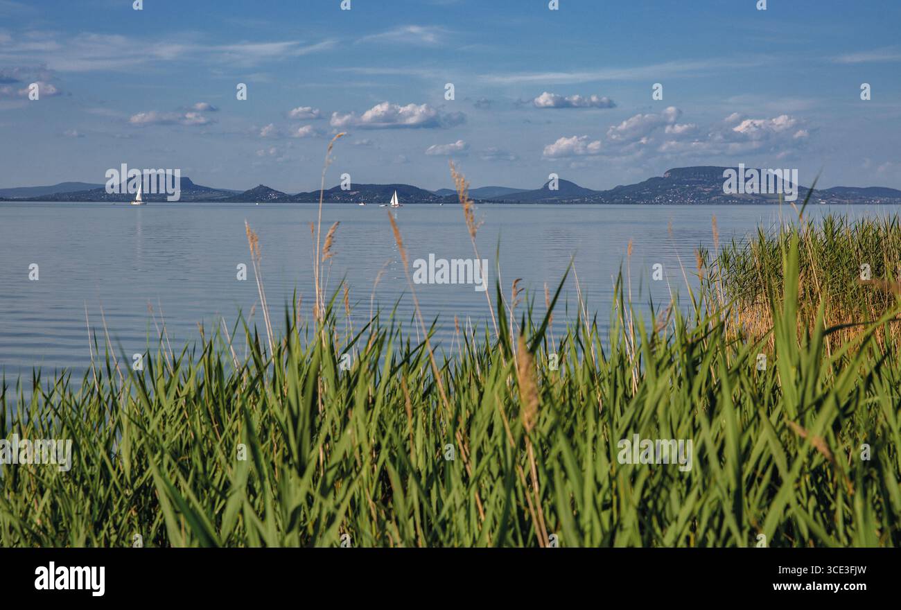 Vista panoramica del Lago Balaton attraverso alte canne con barche a vela bianche in acque calme e colline ondulate sullo sfondo. Bellissimo paesaggio ungherese con Foto Stock