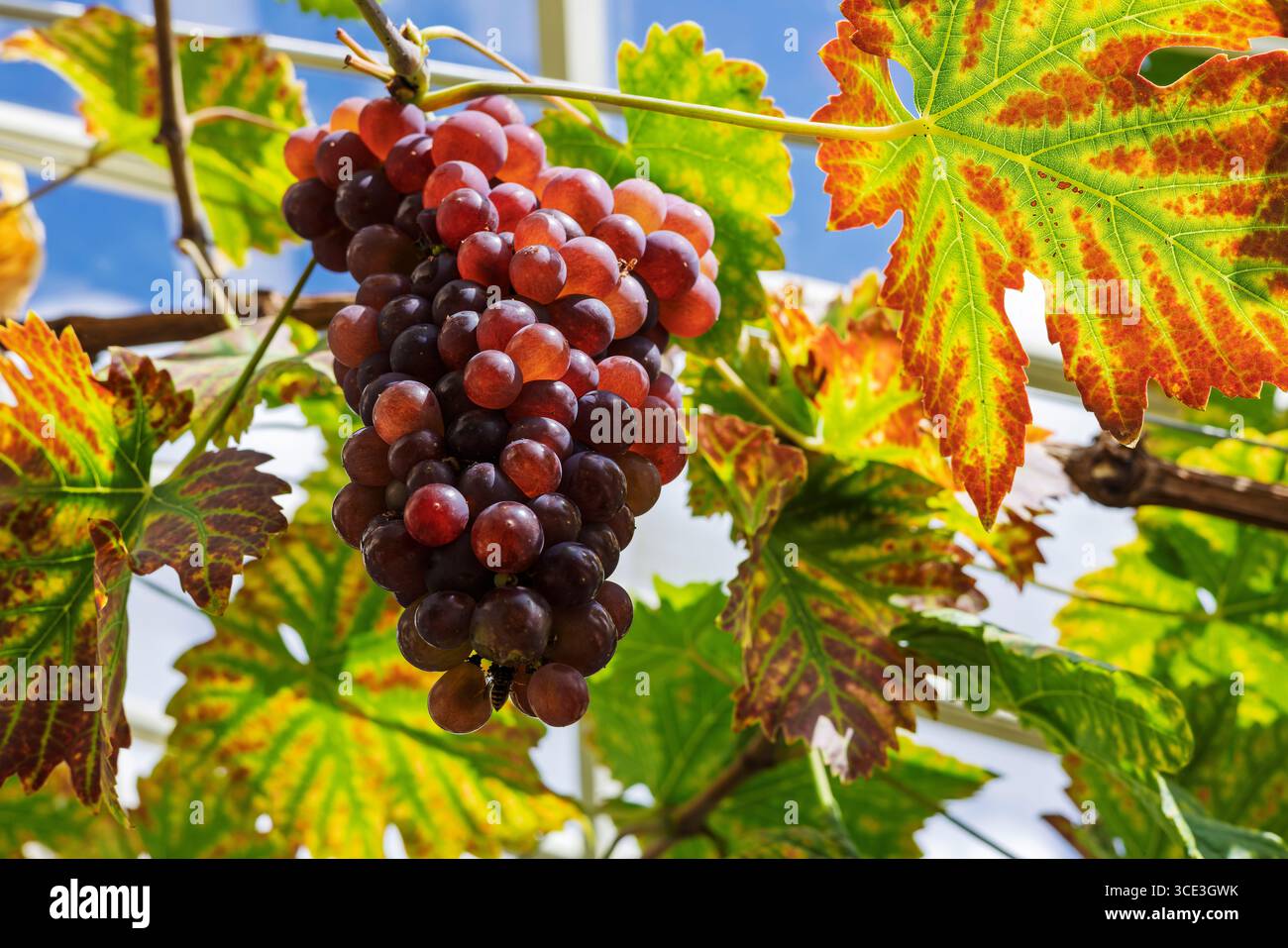 Grande mazzo di uve rosse maturate su una vite in una serra. Foto Stock