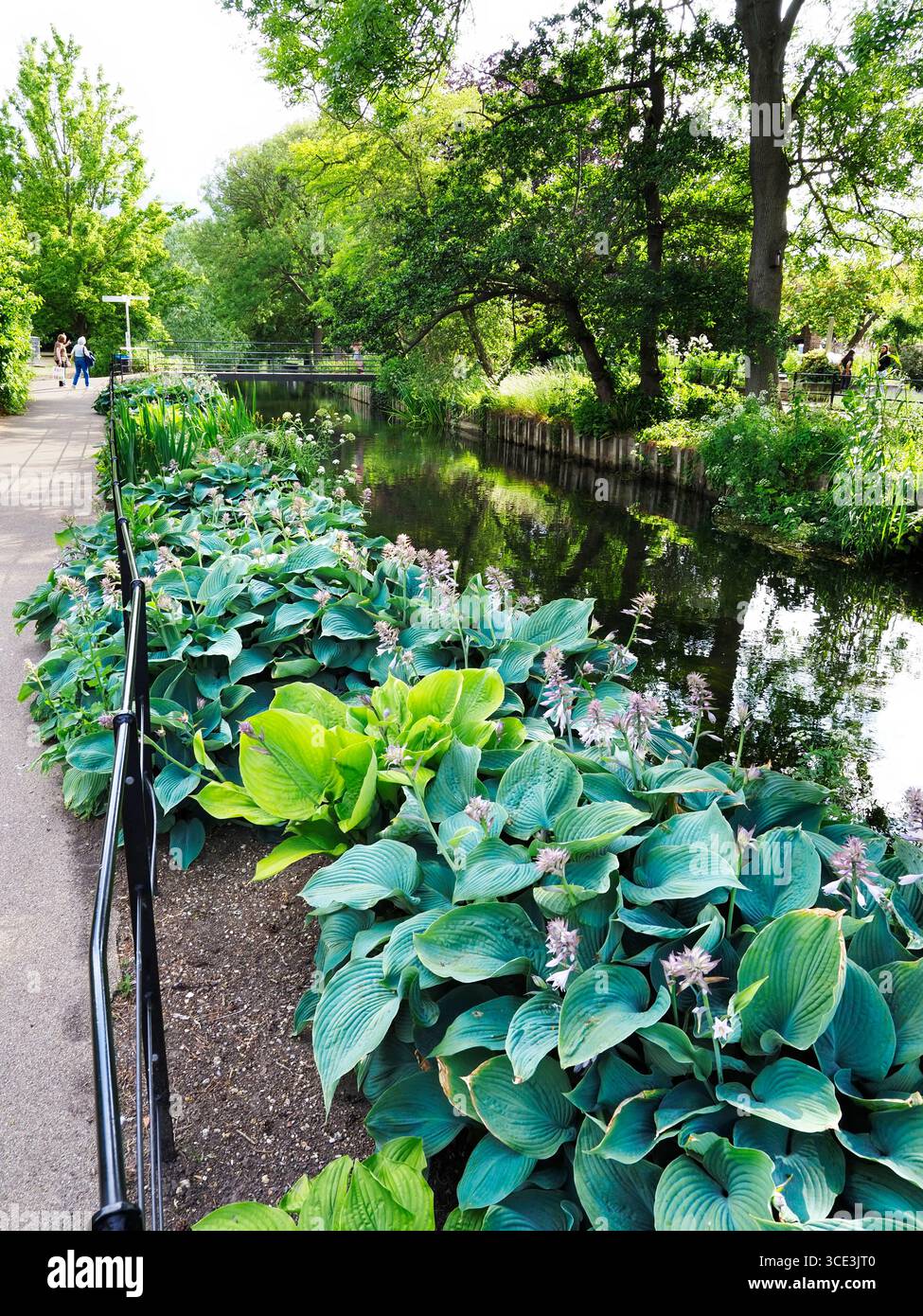 Hostas lungo il fiume Great Stour a Westgate Gardens Canterbury, Kent, Inghilterra Foto Stock
