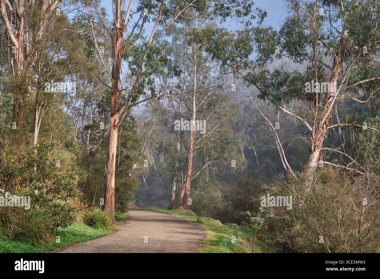 Una mattina croccante Foto Stock