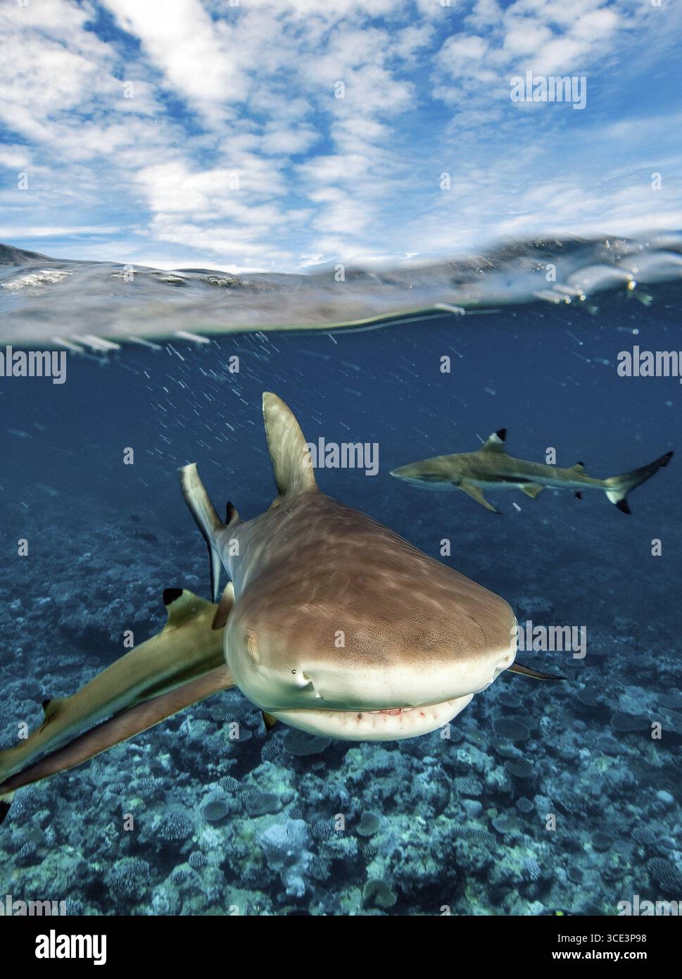 Istantanea dell'attacco simulato dello squalo grigio della barriera corallina (Carcharhinus amblyrhynchos) che nuota velocemente sparando in acque poco profonde sulla barriera corallina con gli occhi clo Foto Stock