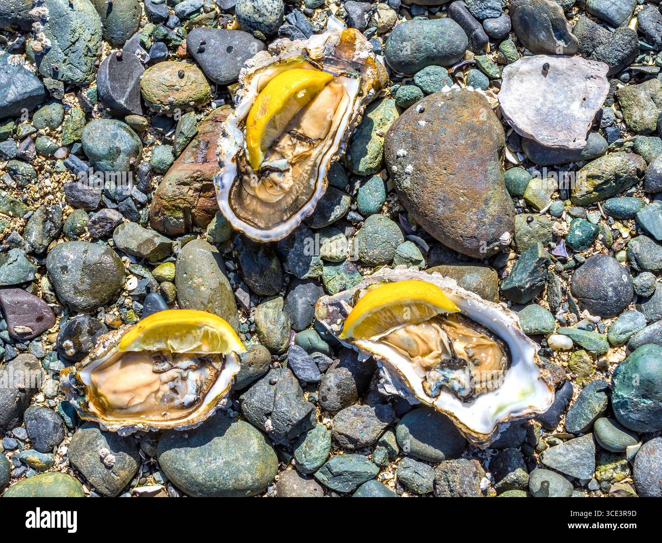 Ostriche del Pacifico trovate sulla riva, aperte e pronte da mangiare con fette di limone - Hornby Island, British Columbia, Canada. Foto Stock