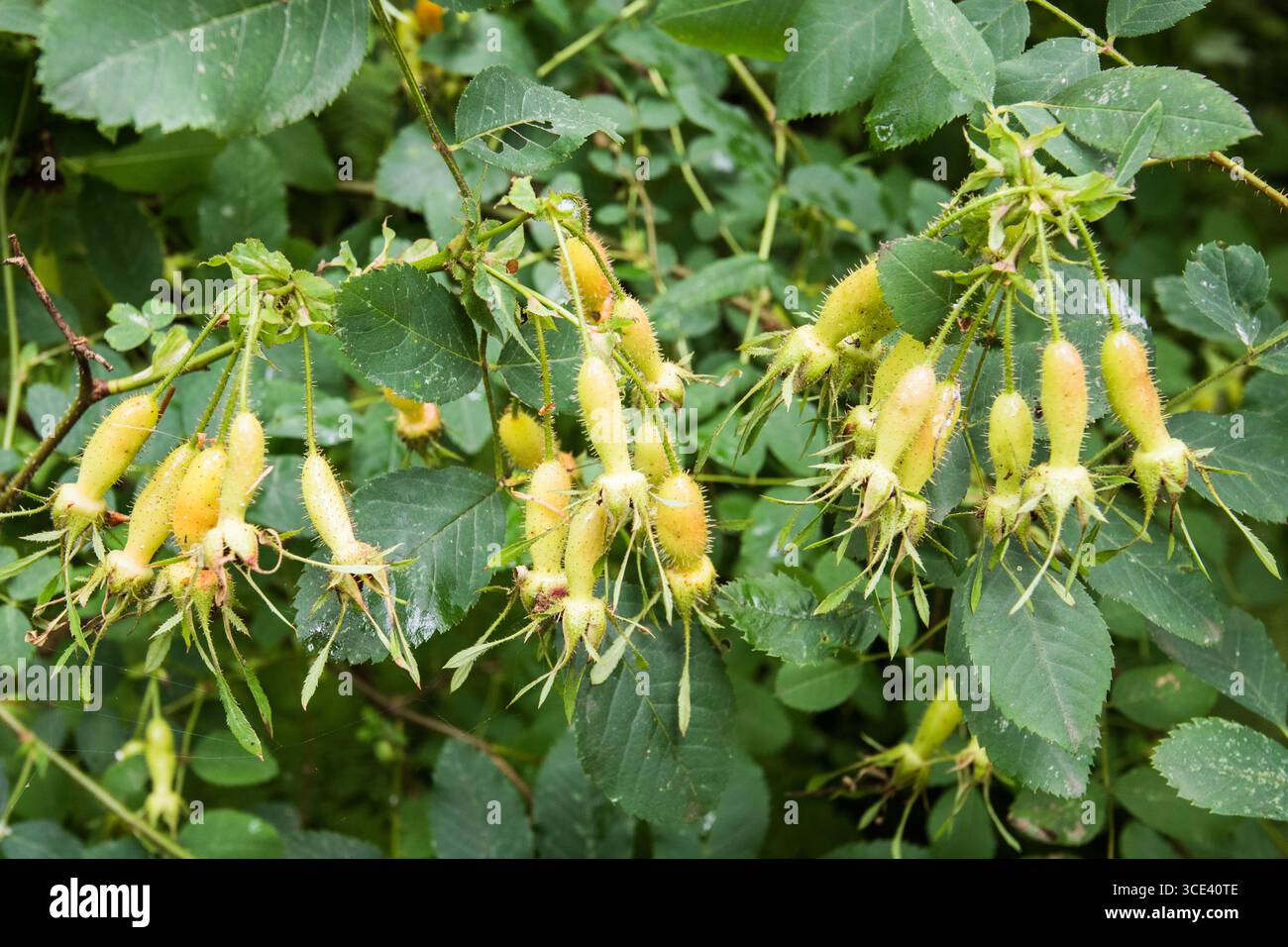 Specie di rosa, probabilmente Rosa moyesii, Rosa davidii o Rosa fedtschenkoana. Foto Stock