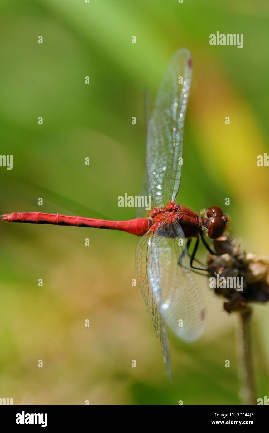 Primo piano della libellula Ruby Meadowhawk Foto Stock