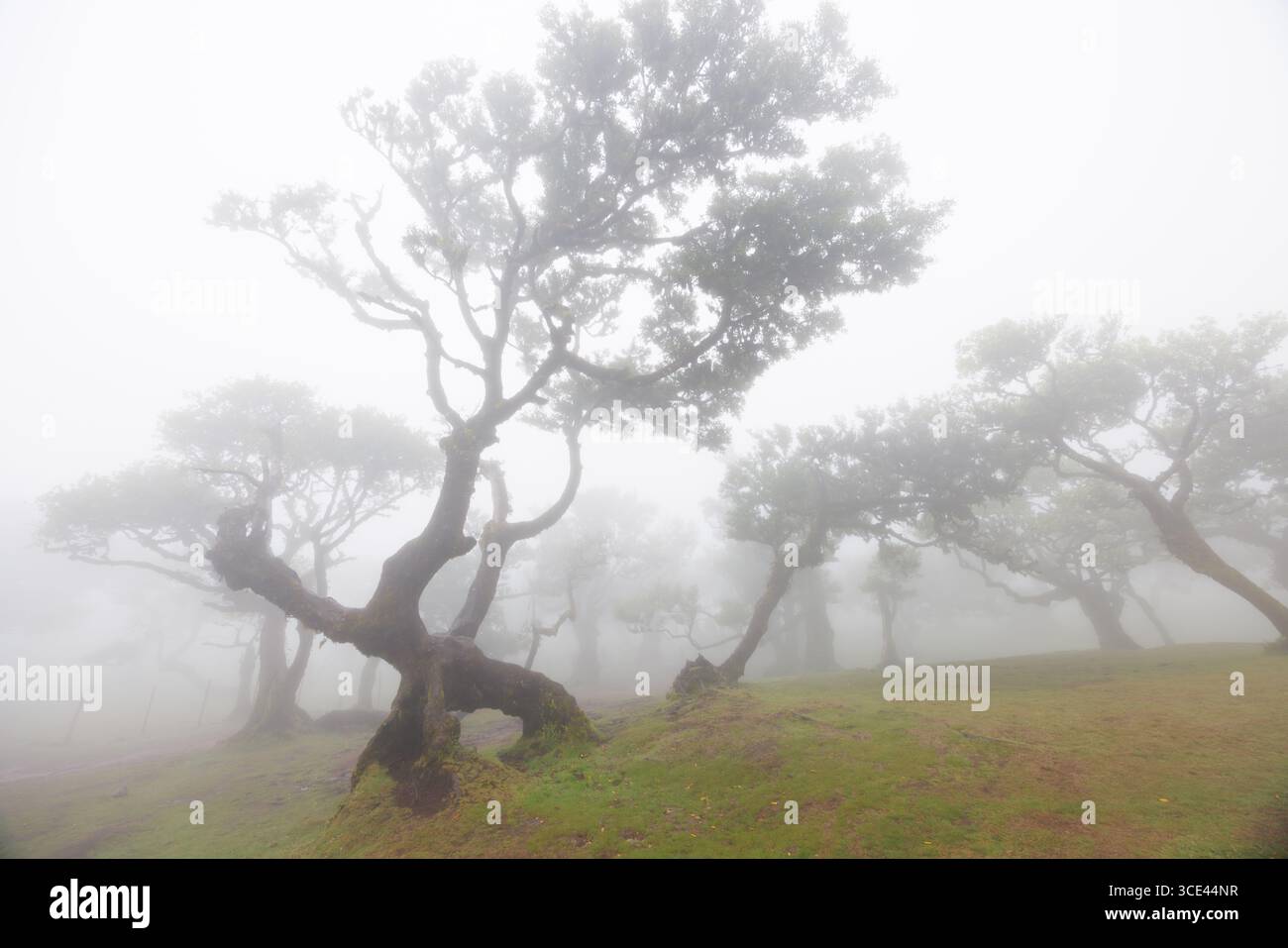 Alberi di alloro incrociati e fusi nella nebbia di nuvole basse. Foresta mistica di Fanal sull'isola di Madeira, Portogallo. Foto di alta qualità Foto Stock