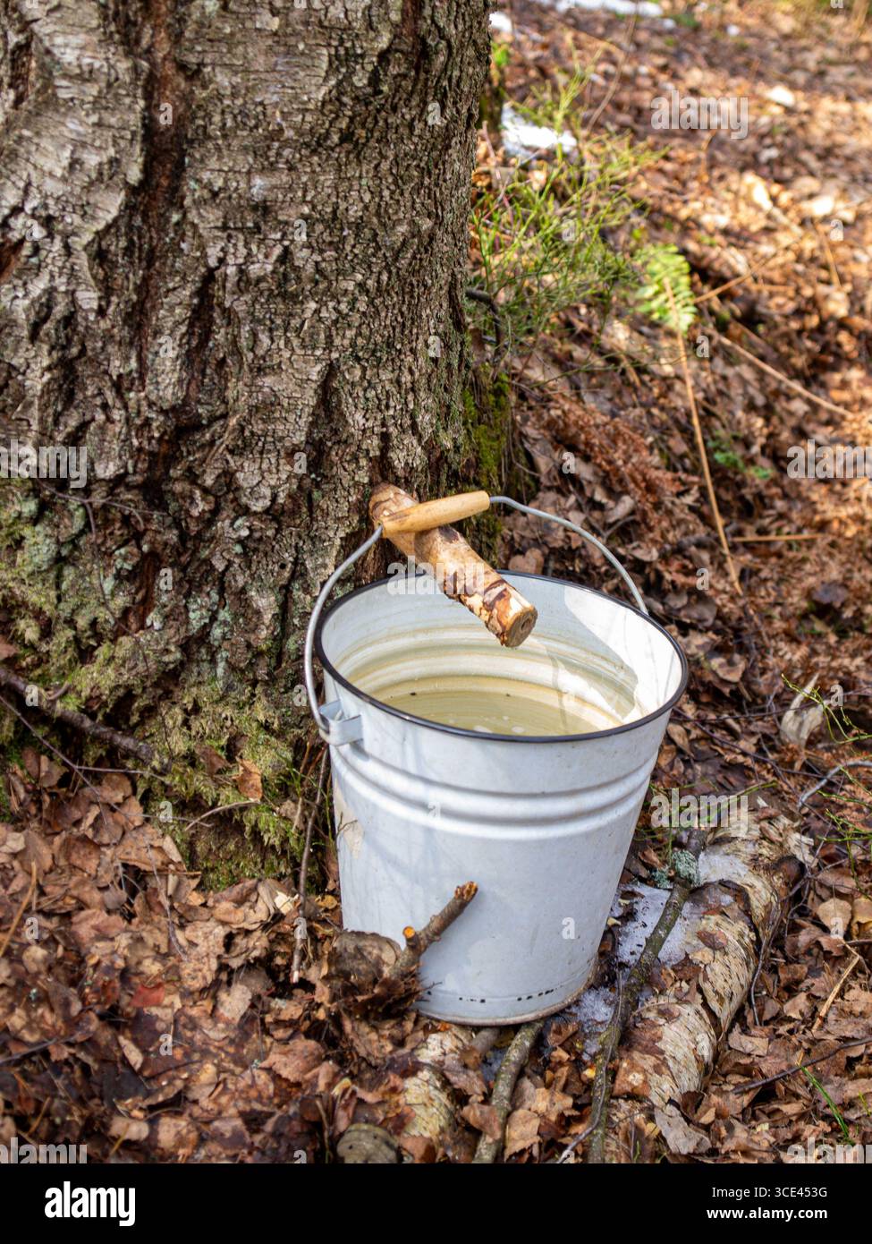 Secchio in metallo per la raccolta della linfa di betulla all'inizio della primavera, metodo tradizionale con beccuccio in legno. Foto Stock