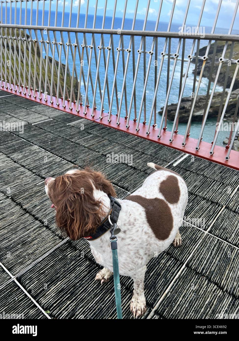Springer spaniel Liver & White in piedi su un ponte sul mare con colline sullo sfondo in una giornata di sole - Immagine stock catturata con smartphone