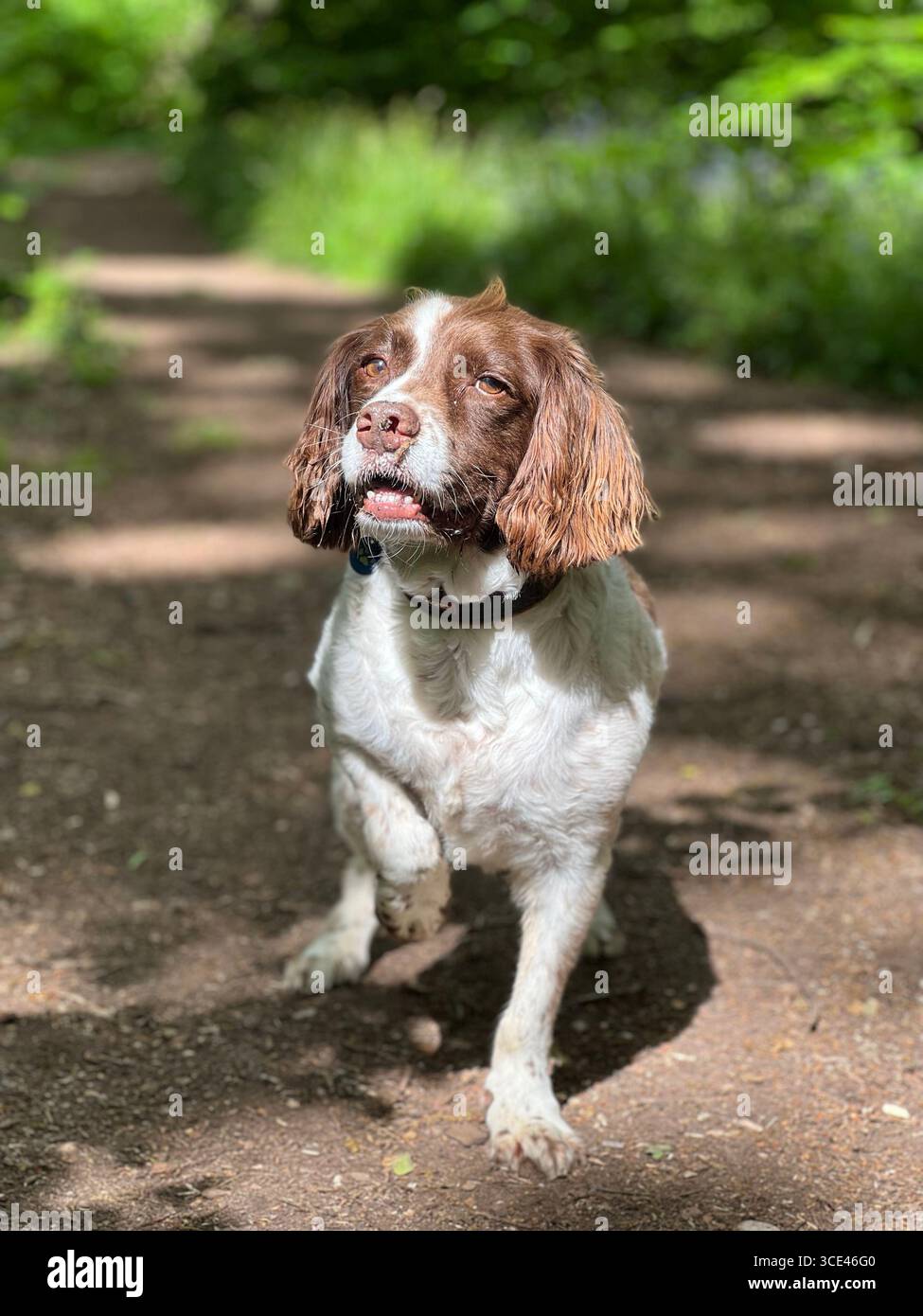 Springer spaniel Liver & White in piedi su una pista forestale anteriore con gamba anteriore sollevata e guardando lateralmente in allerta - Immagine stock catturata con smartphone