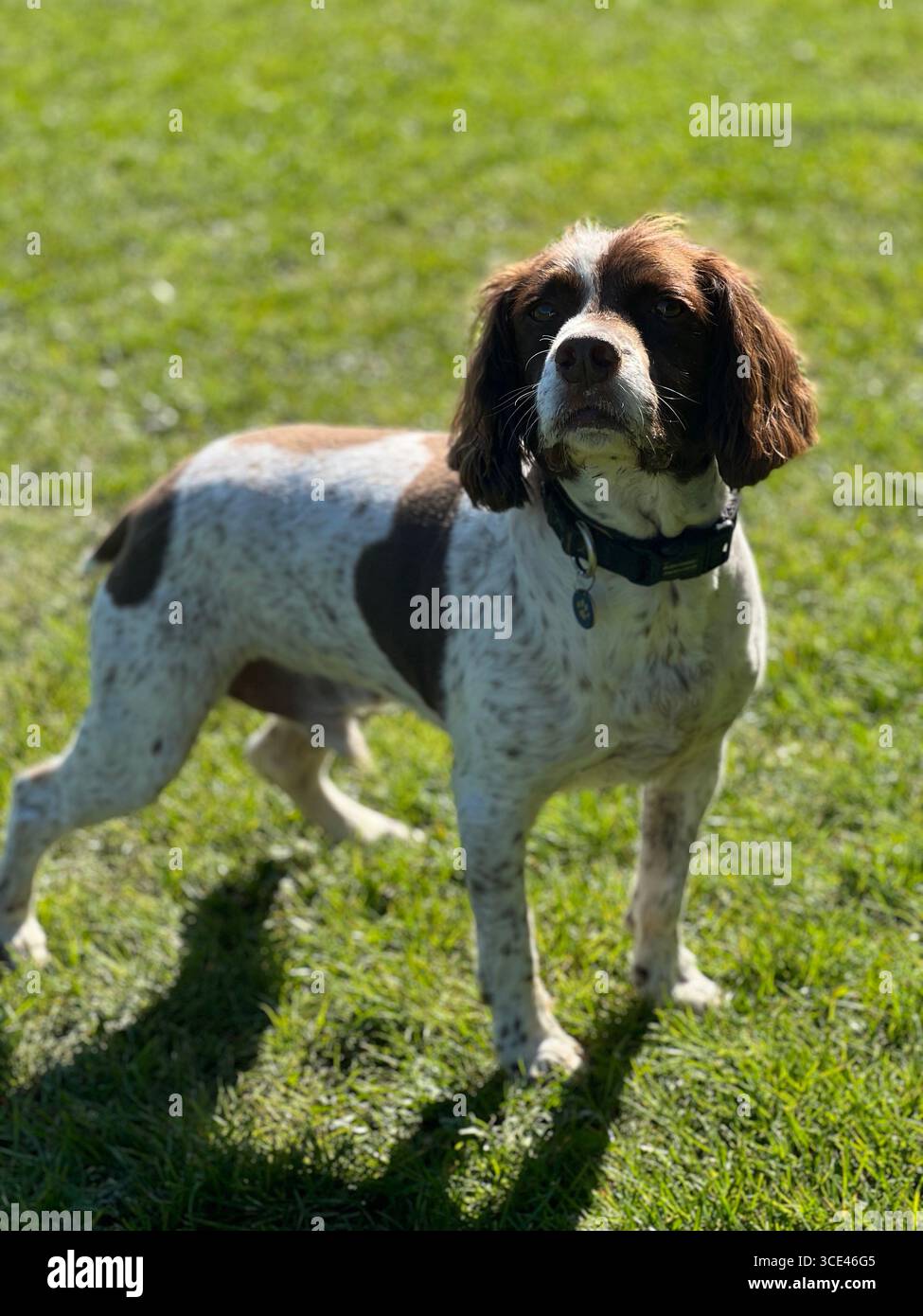 Spaniel Liver e spaniel bianco sul prato guardando la telecamera appena preparata - Immagine stock catturata con smartphone