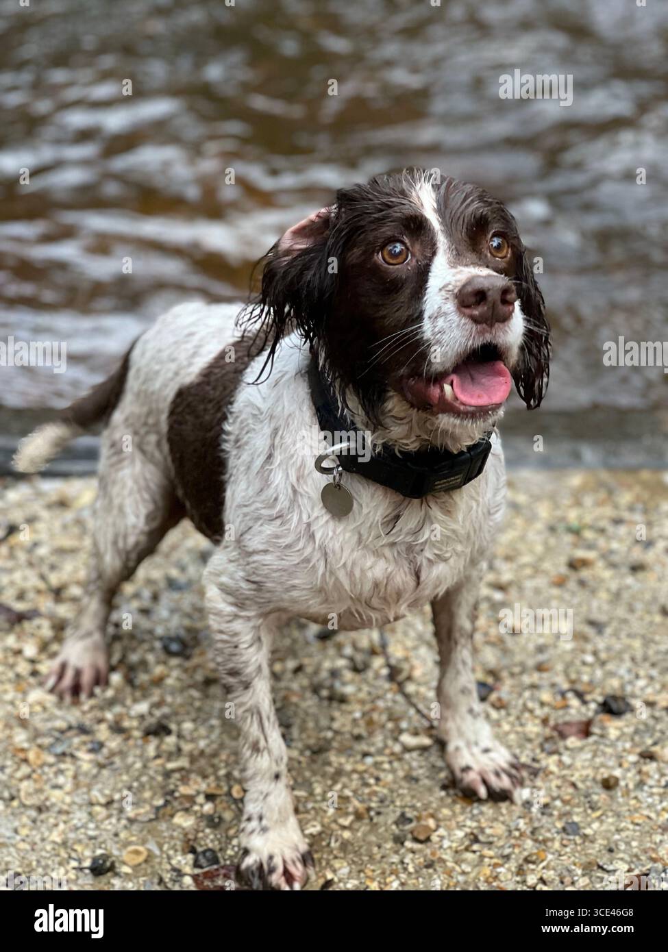 Fegato di spaniel bagnato e parte anteriore bianca angolata su pietre sul bordo di un lago con la bocca piegata aperta - Immagine stock catturata con smartphone
