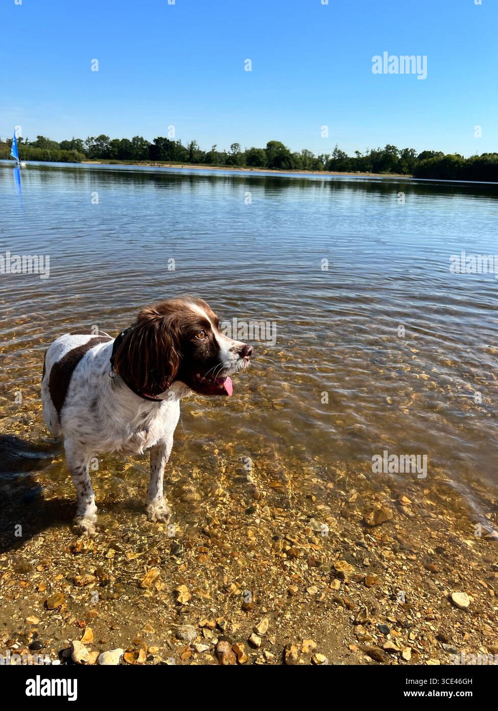 Springer spaniel Liver & bianco davanti in piedi con vista laterale nelle acque basse di un lago con alberi sullo sfondo. Ha la bocca aperta - Immagine stock catturata con smartphone