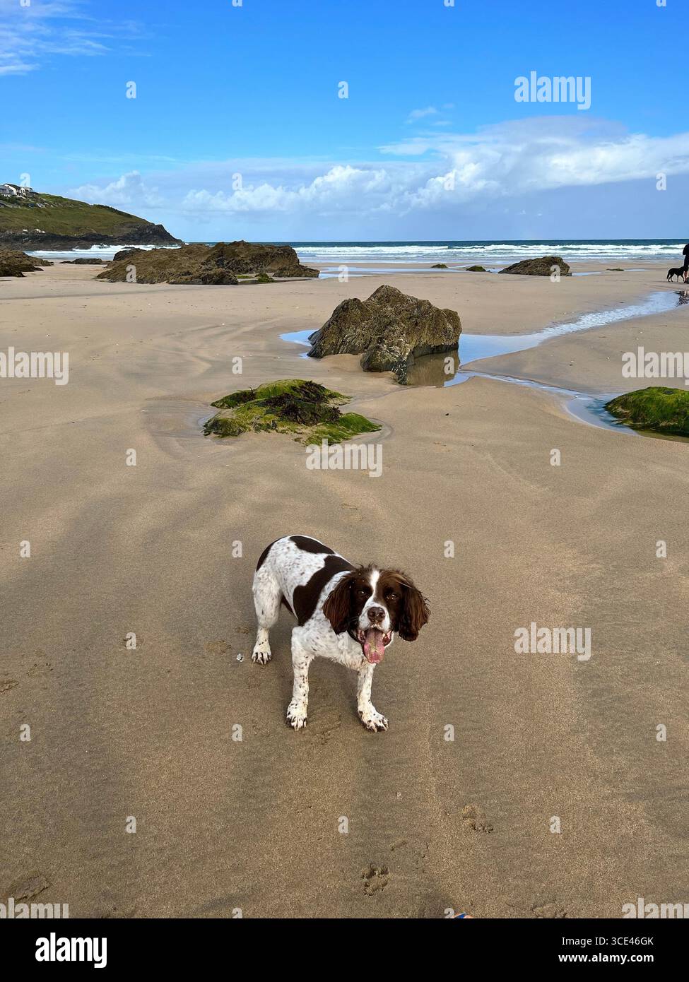Springer spaniel Liver & bianco in piedi angolato fronte su una spiaggia di sabbia con marea fuori e rocce, alghe e mare sullo sfondo. Sembra felice - Immagine stock catturata con smartphone