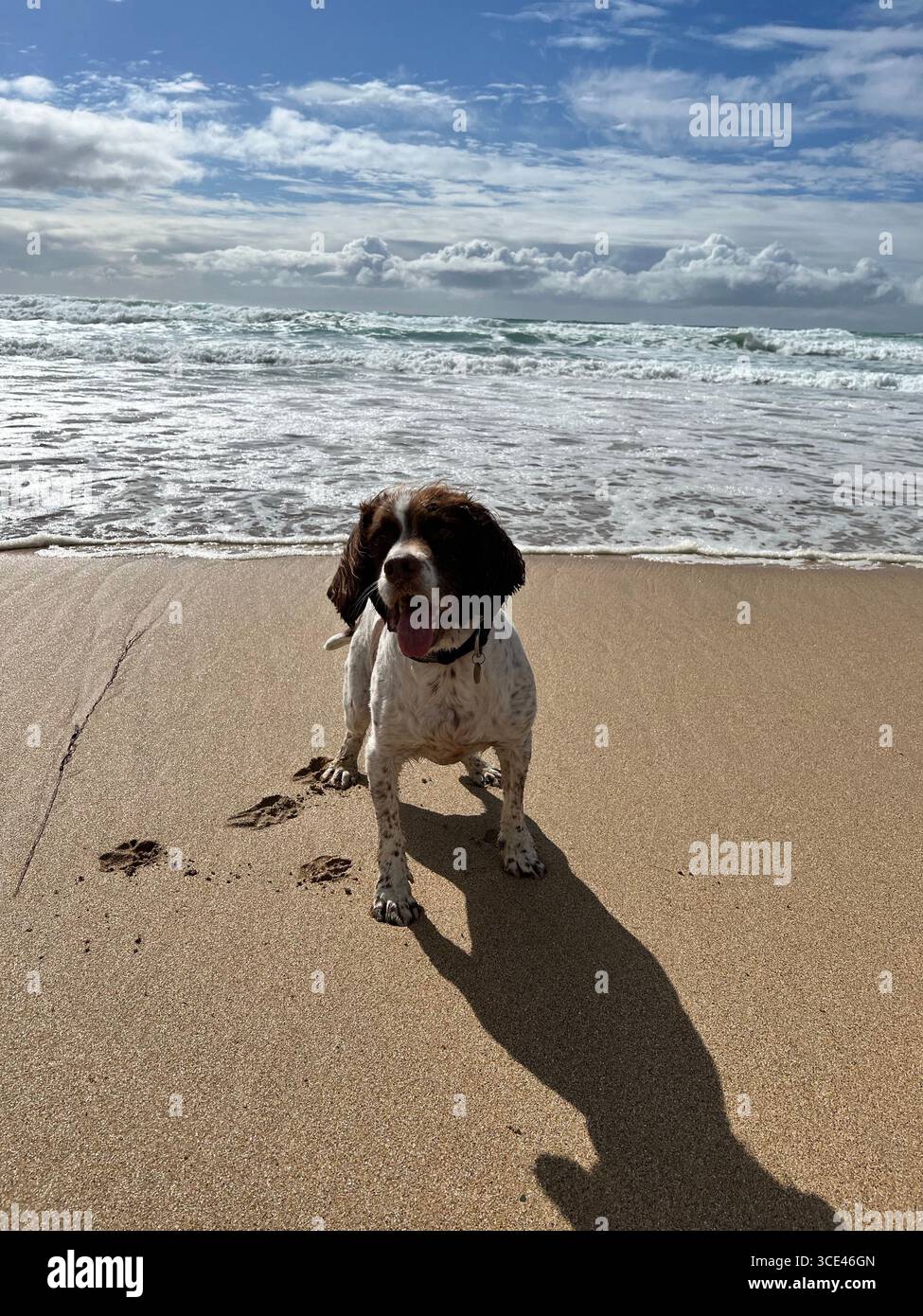 Springer spaniel Liver &white guarda la telecamera sulla costa di una spiaggia sabbiosa con la marea che arriva dietro di lui in piedi davanti sorridendo - Immagine stock catturata con smartphone