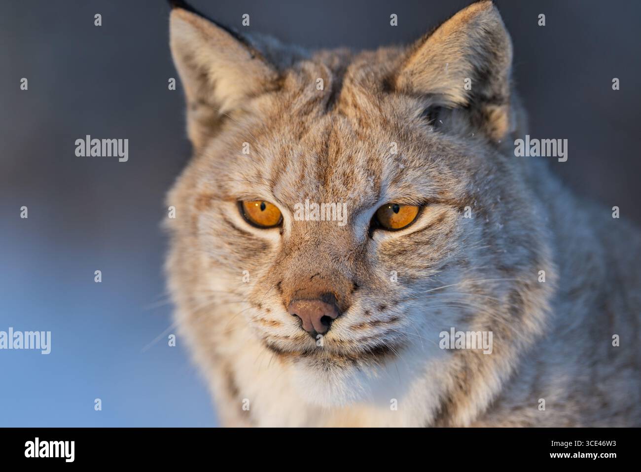 Ritratto ravvicinato di una lince eurasiatica Foto Stock