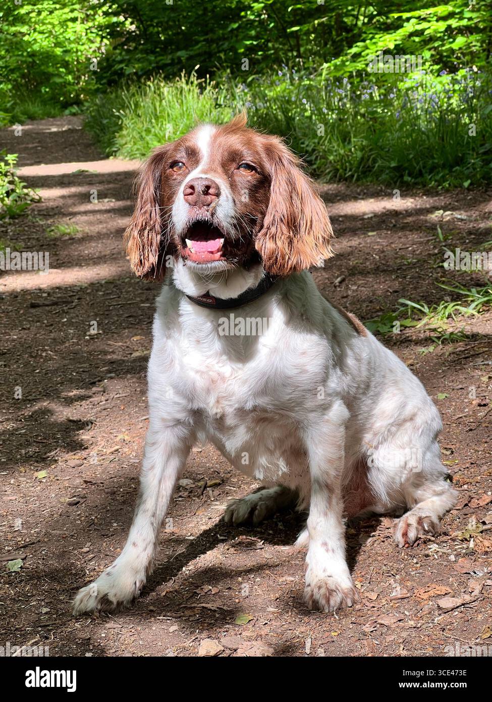Happy springer spaniel dog seduto su una pista boschiva di fronte a un tronco di albero con foresta sullo sfondo in una giornata di sole - Immagine stock catturata con smartphone
